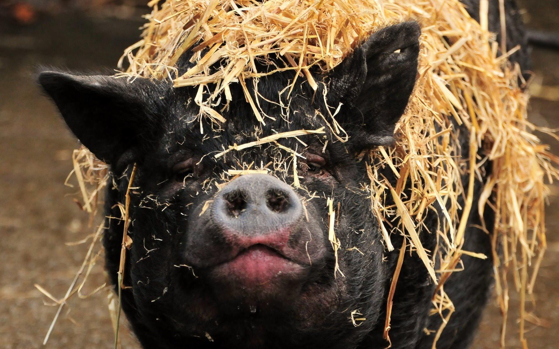 1920x1200 Download wallpaper black pig, farm, cute animals, pigs for desktop with resolution 1920x1200. High Quality HD picture wallpaper
