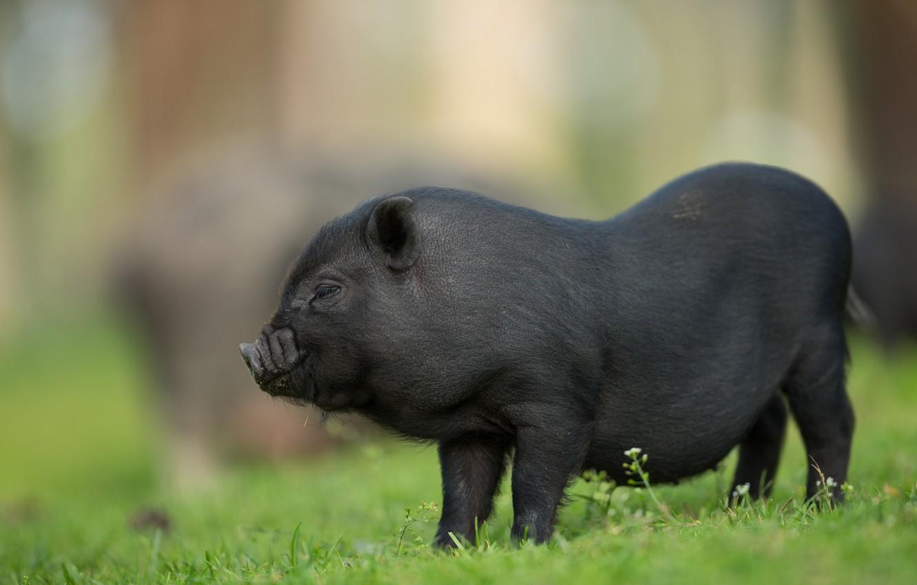1332x850 Wallpaper greens, summer, grass, look, face, pose, lawn, glade, black, pig, profile, walk, boar, lawn, pig, bokeh image for desktop, section животные