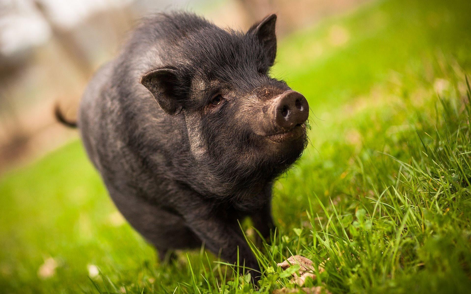 1920x1200 Download wallpaper Black Piglet, green grass, pig, black pig for desktop with resolution 1920x1200. High Quality HD picture wallpaper