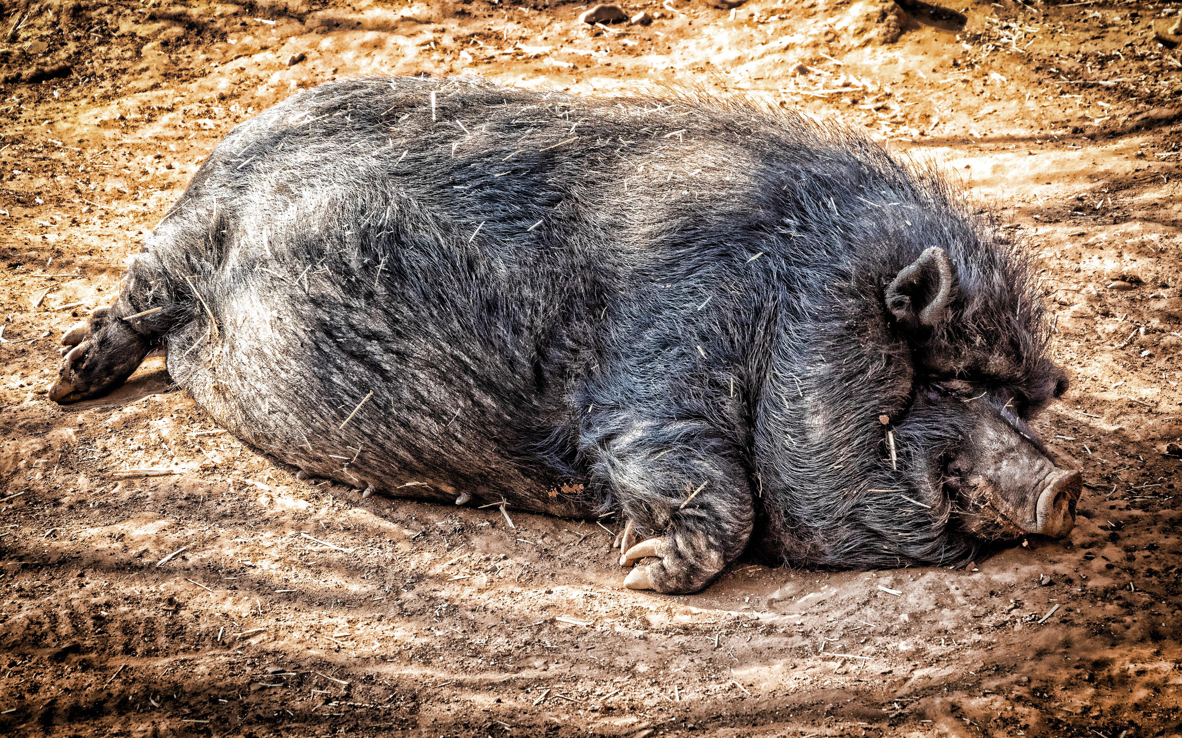 3840x2400 Download wallpaper Large Black pig, 4k, funny animals, Devon, Cornwall Black, Boggu, domestic pig, pets, sleeping pig for desktop with resolution 3840x2400. High Quality HD picture wallpaper