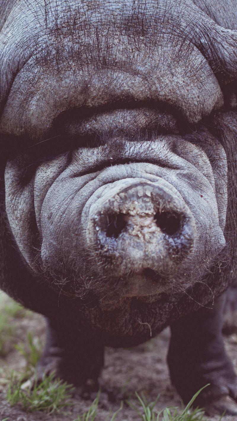 800x1420 Fat Pig Wallpaper