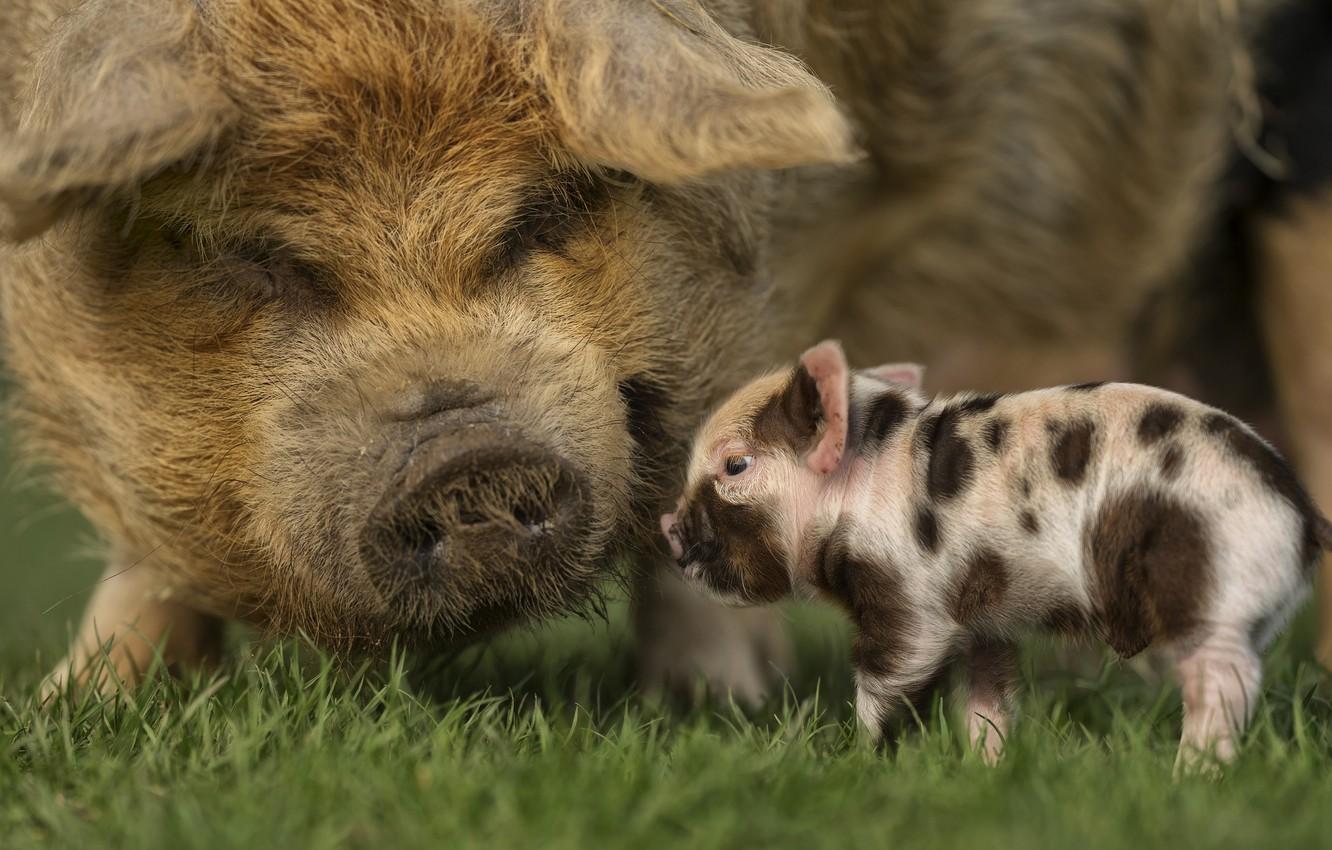 1332x850 Wallpaper grass, pig, little, pigs image for desktop, section животные