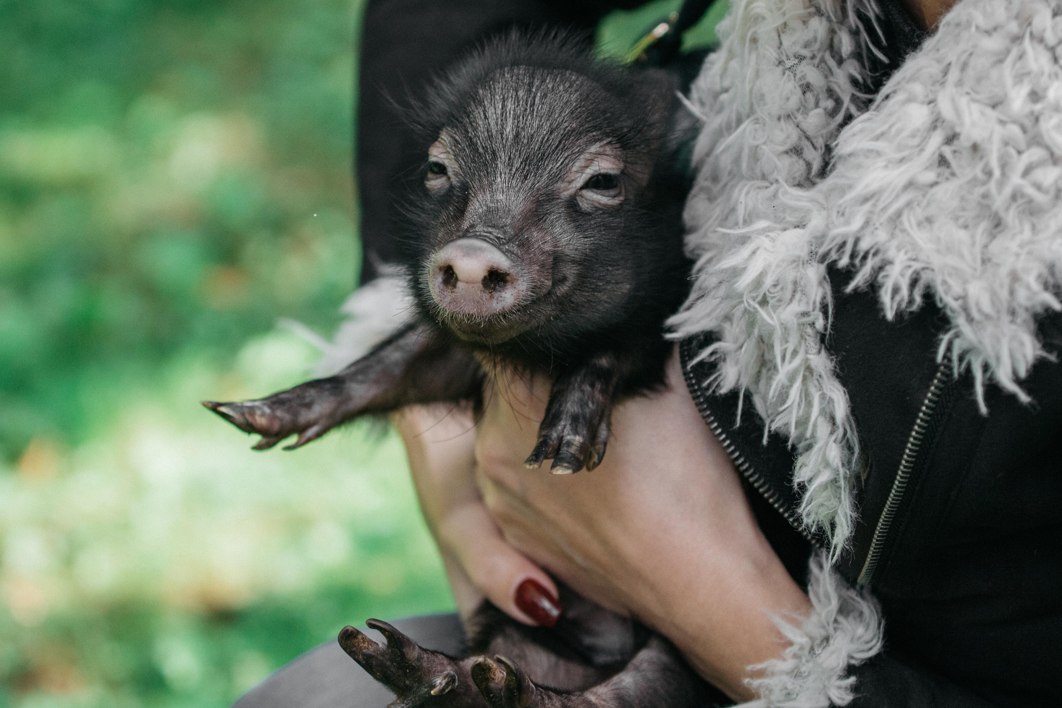 4201x2801 Pet Pig Photo, Download Free Pet Pig & HD Image