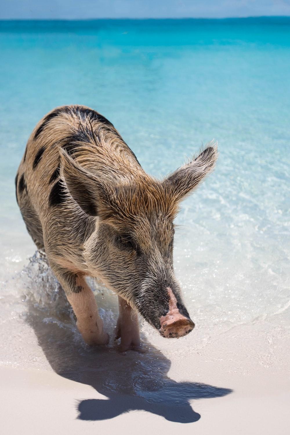 1000x1500 tan and black pig on seashore photo