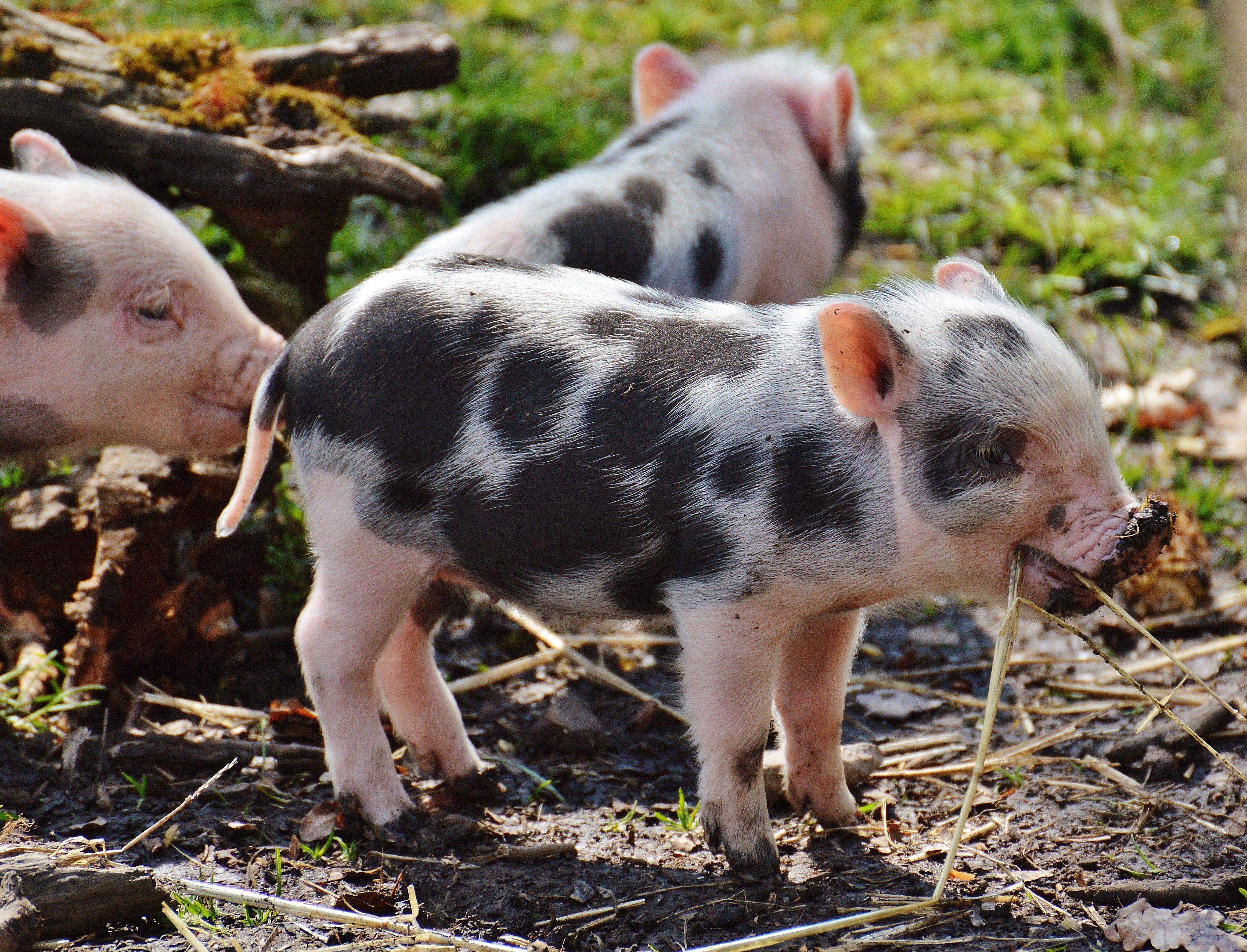 4642x3545 Baby Pig Wallpaper