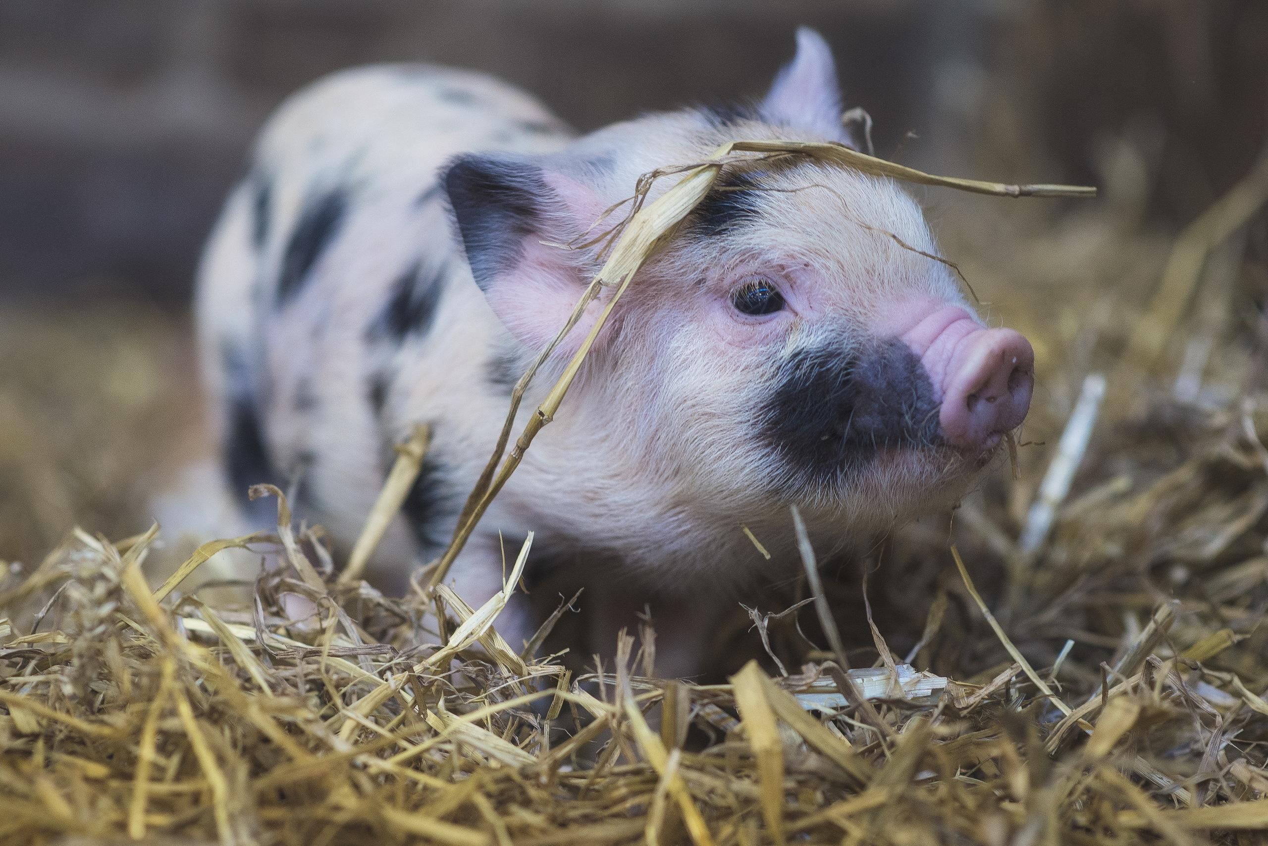 2560x1709 Pig HD Wallpaper and Background