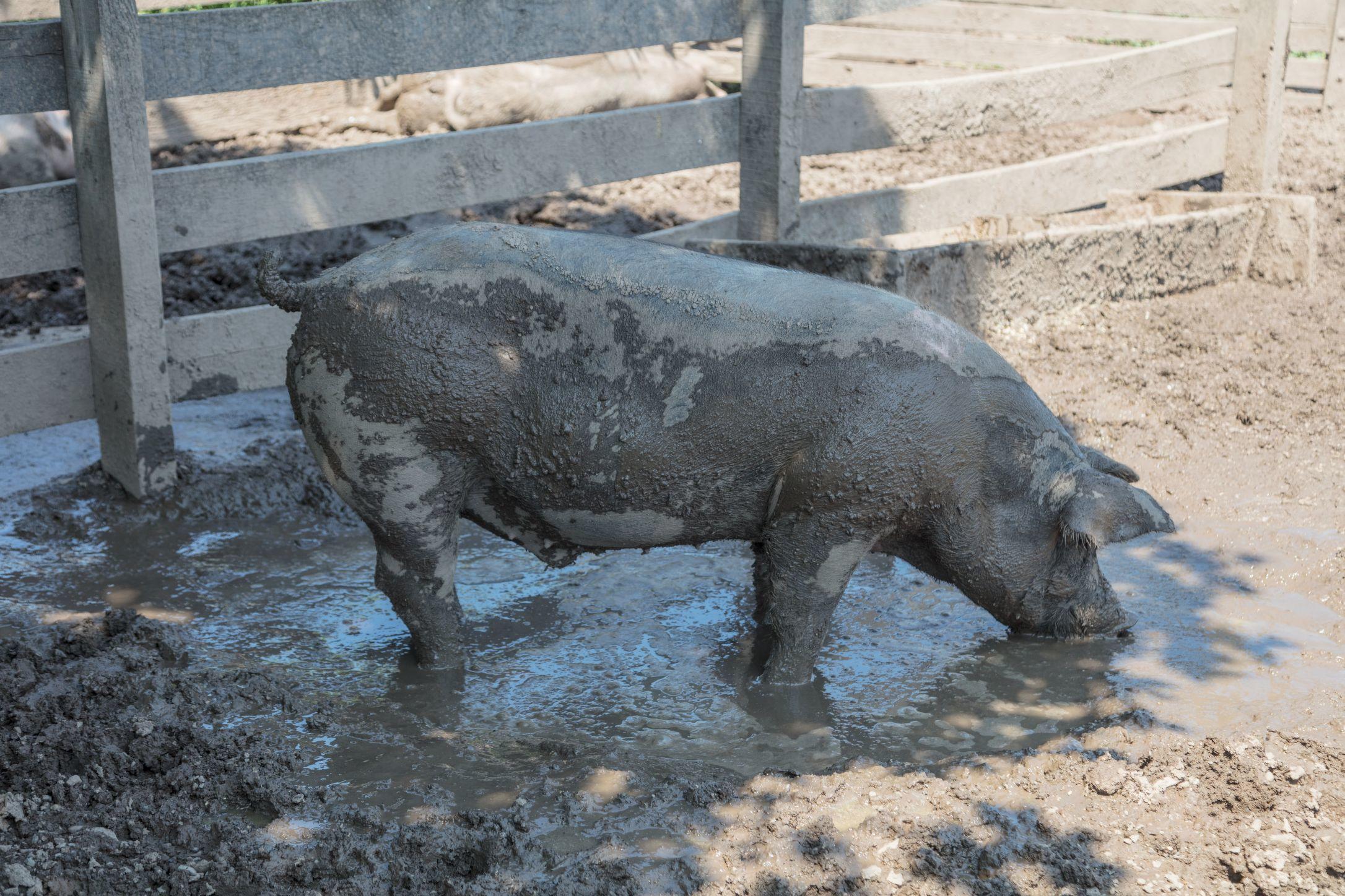 2172x1448 Pig at The Howell Living History Farm in Lambertville, New Jersey. Library of Congress