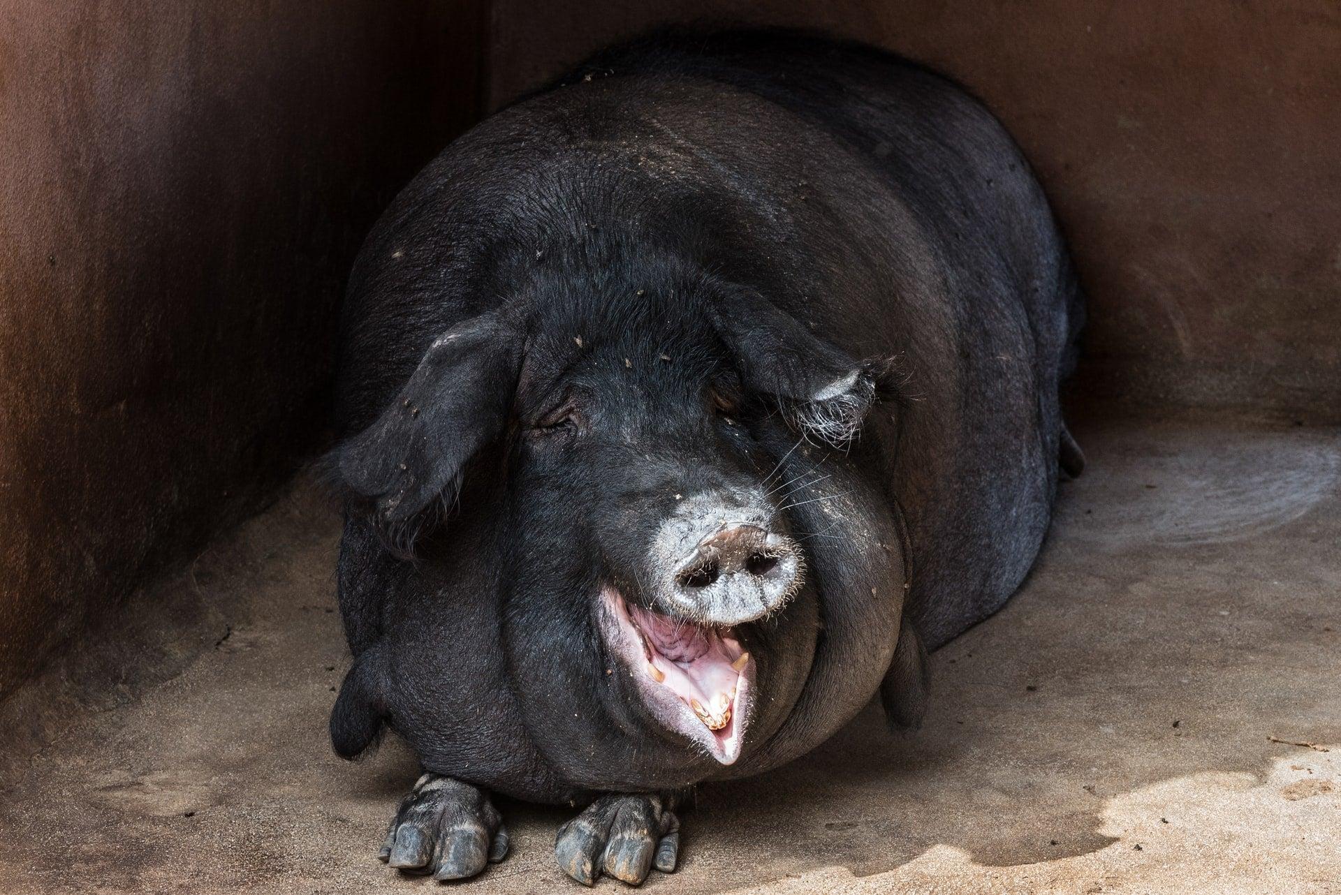 1920x1282 Pig sex and celery have a surprising connection