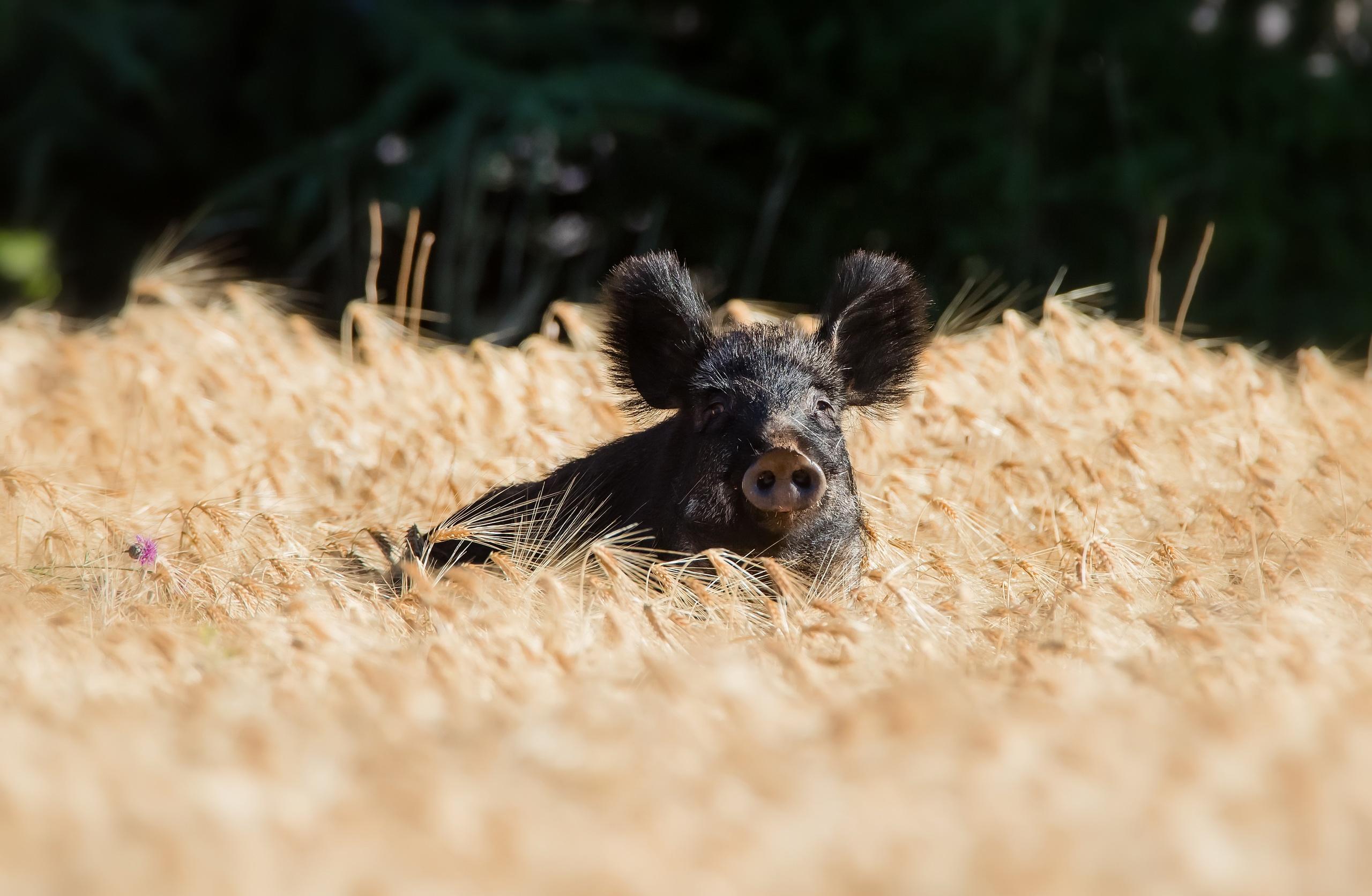 2560x1671 A black pig is standing on a wheat field Desktop wallpaper 1440x900