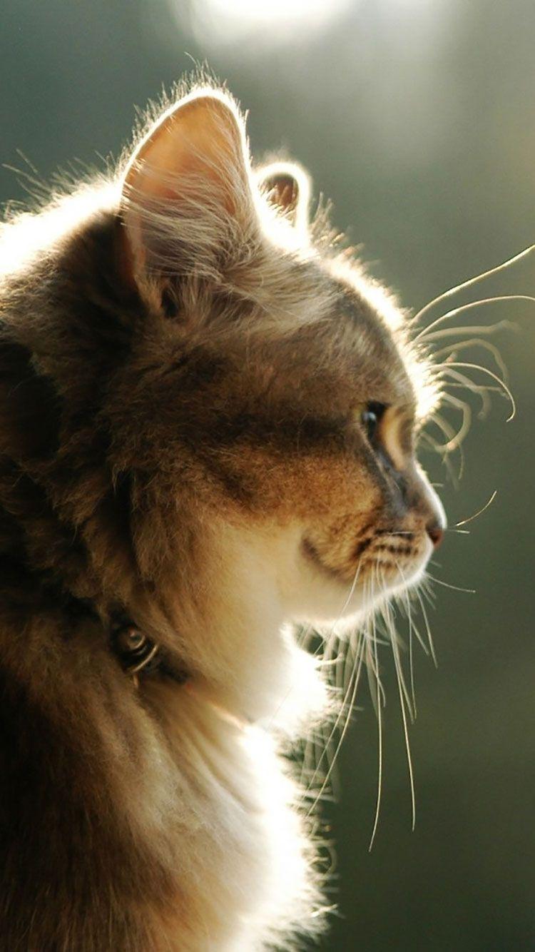 750x1334 HD Cat iPhone Wallpaper
