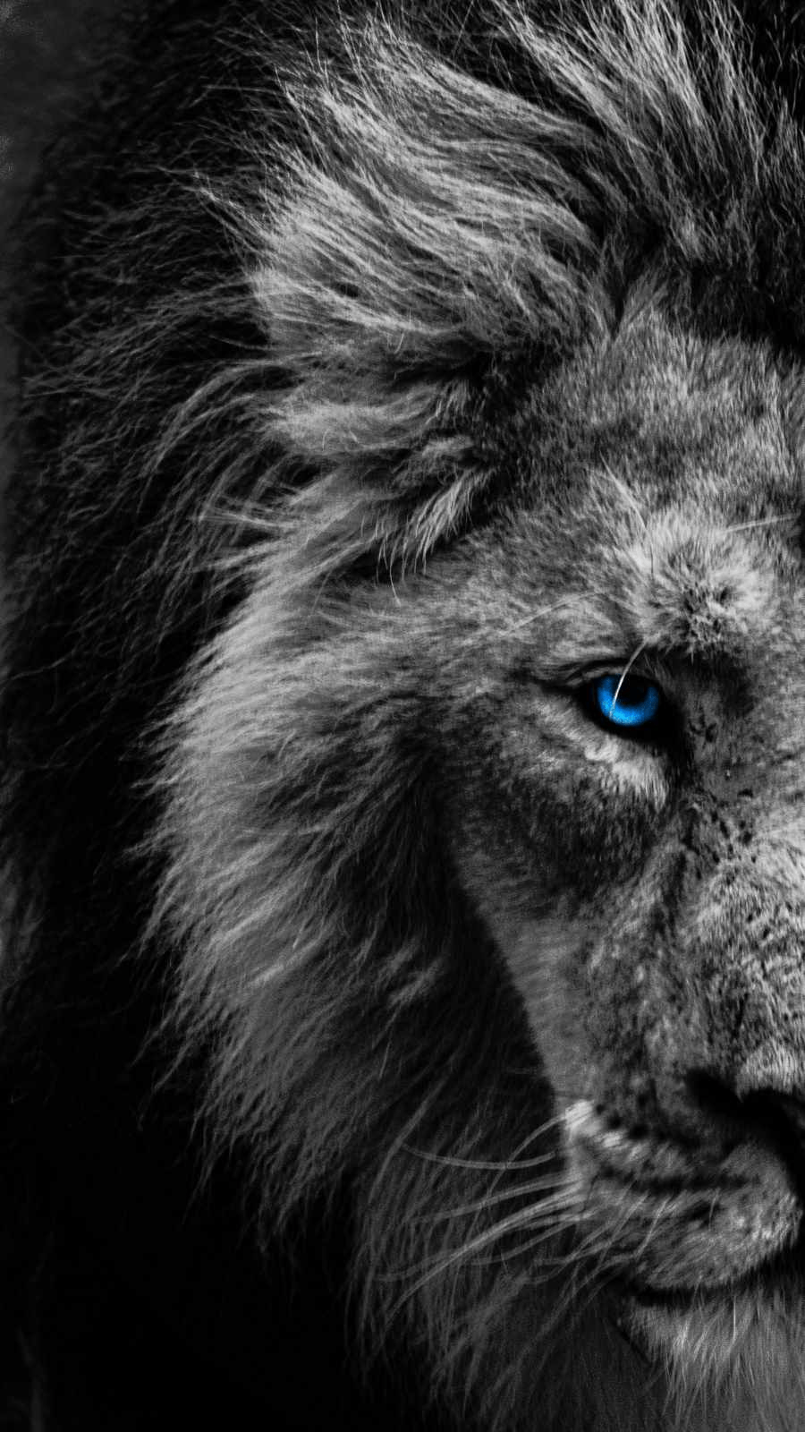900x1600 Blue Eye Lion iPhone Wallpaper Wallpaper : iPhone Wallpaper. Fotos de leão, Fotografia de animais, Fotografia de leão