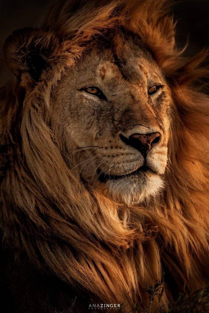 855x1280 Download lion wallpaper by Alex10bet now. Browse millions of popular animal Wallpaper. Lion photography, Lion image, Wild animal wallpaper