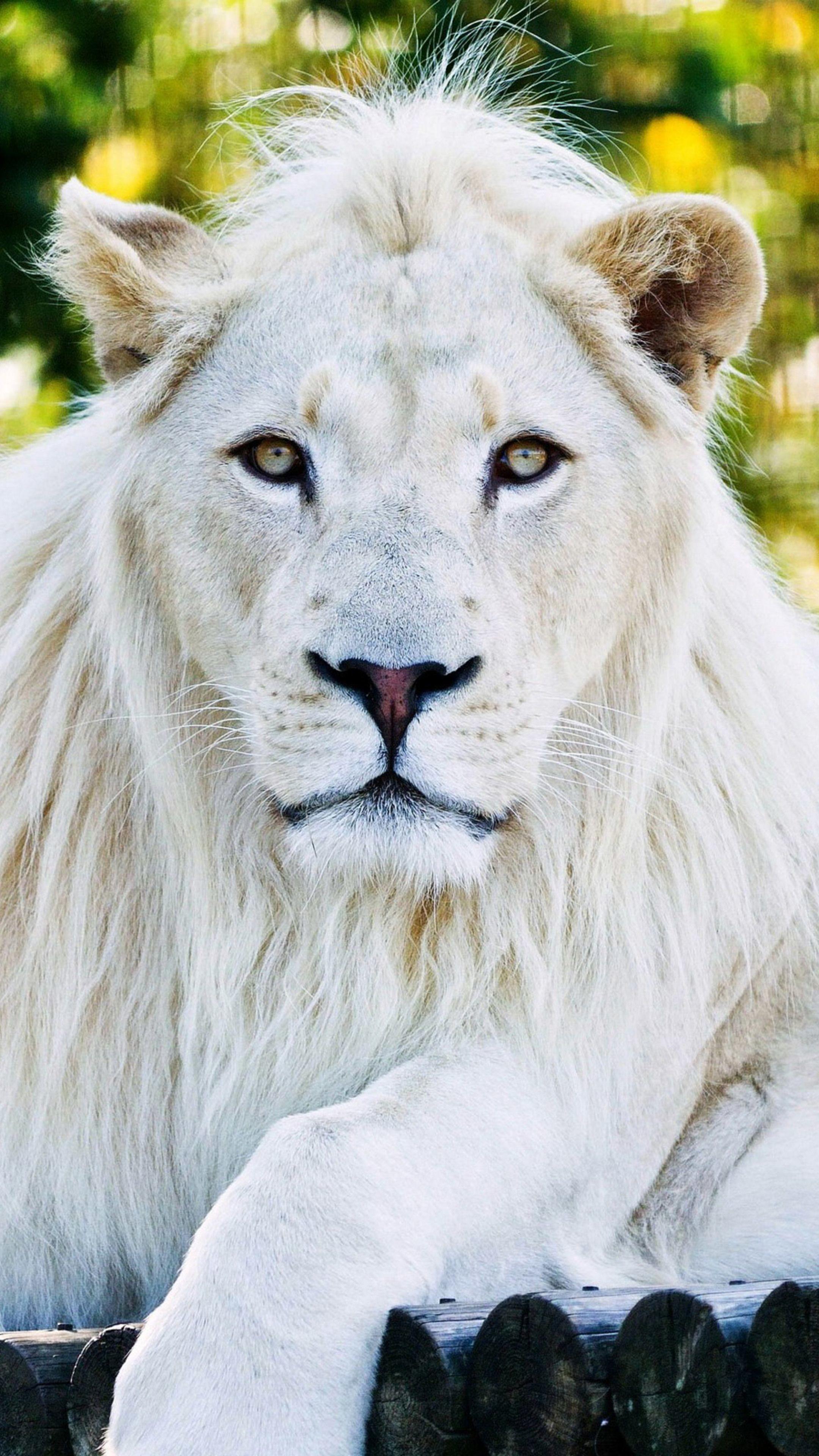 2160x3840 Wallpaper White Lion