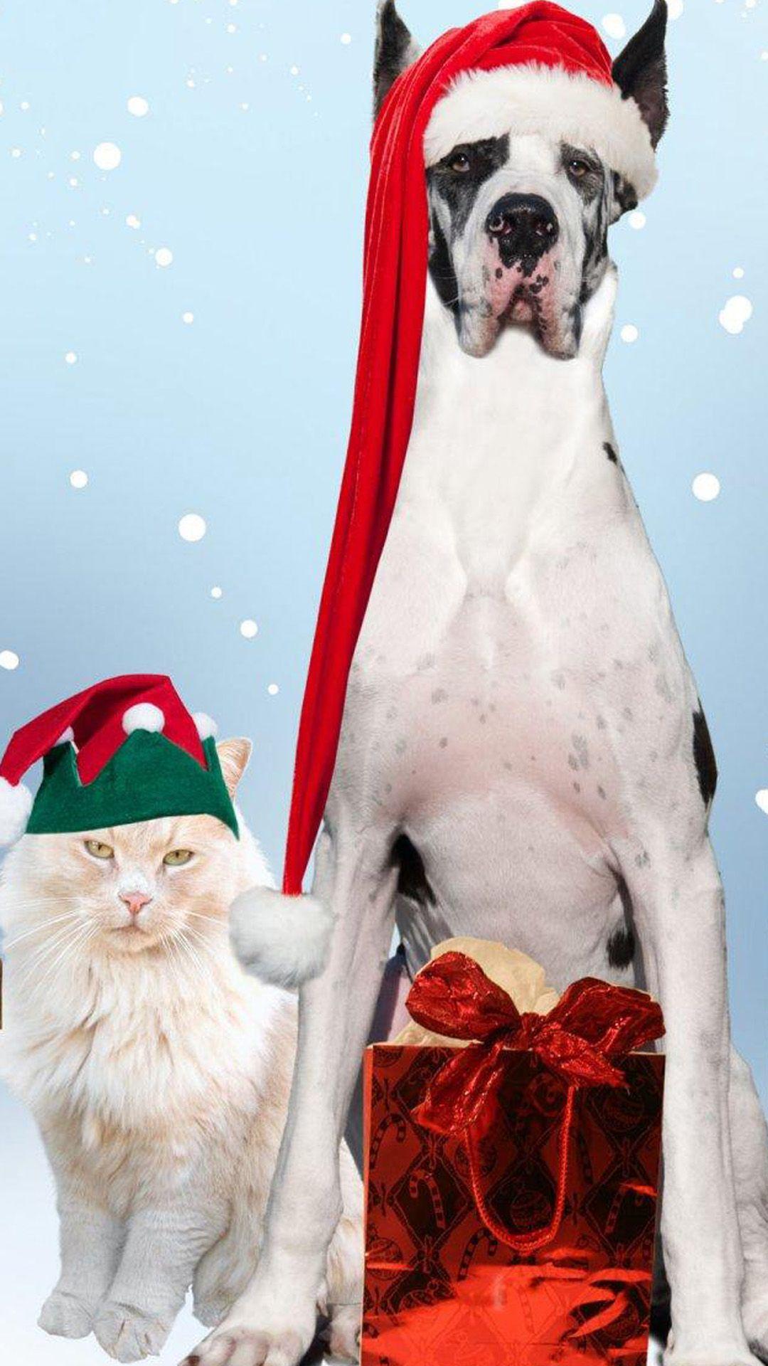 1080x1920 Christmas Dog And Cat Android wallpaper HD wallpaper