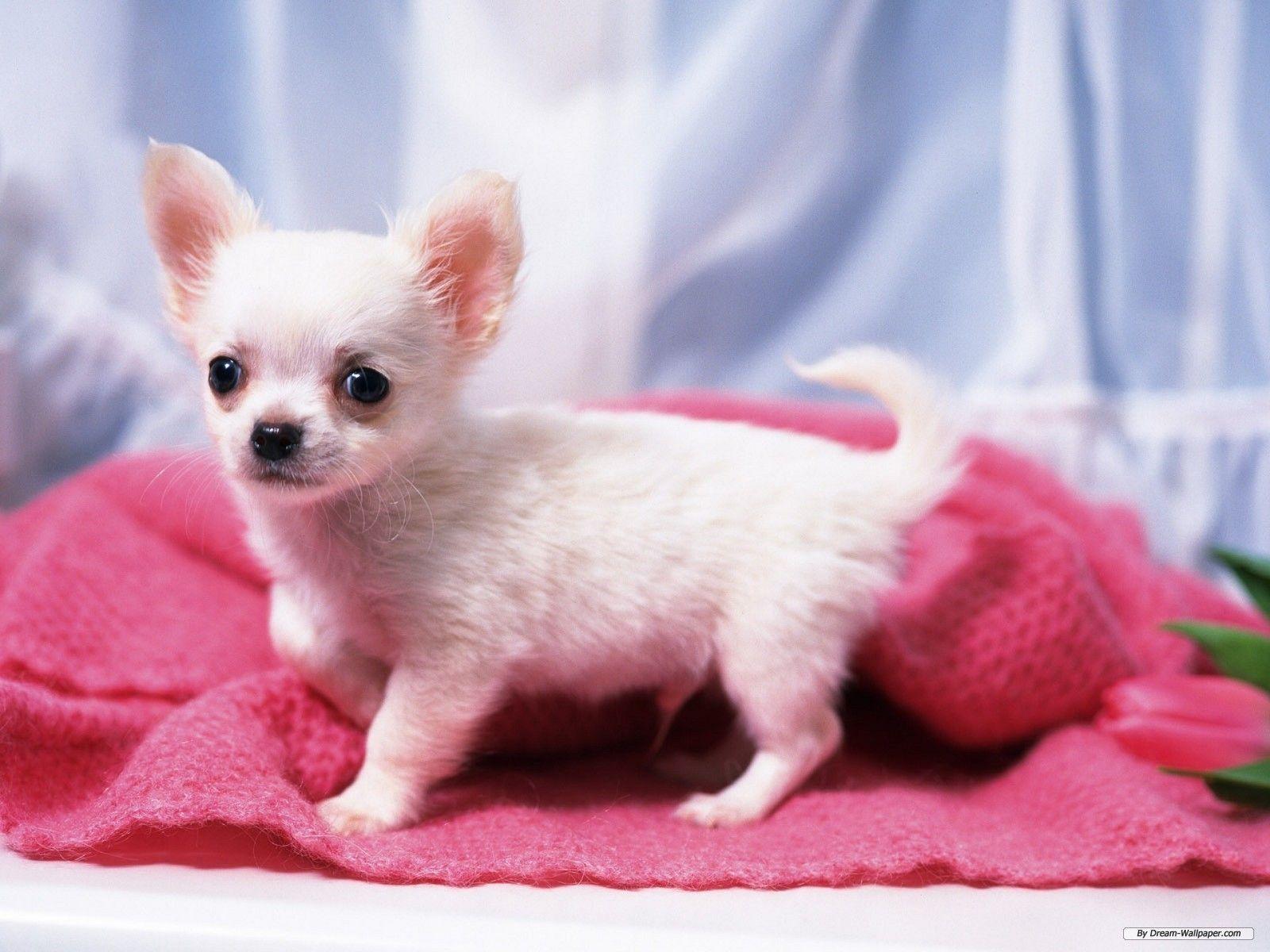 1600x1200 Chihuahuas Wallpaper: Gorgeous Chihuahua. Chihuahua puppies, Baby puppies, Chihuahua funny