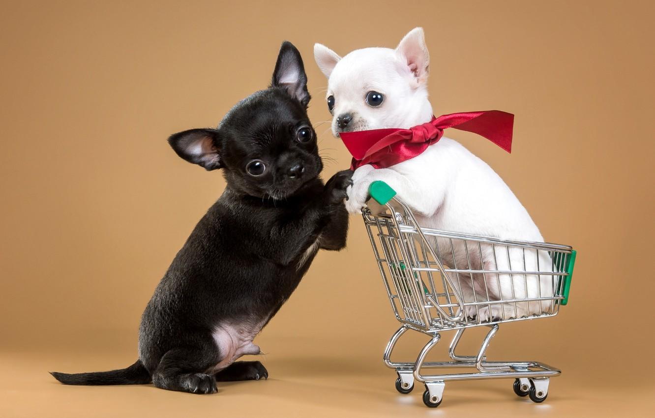 1332x850 Wallpaper puppies, truck, a couple, bow, Chihuahua, cute image for desktop, section собаки