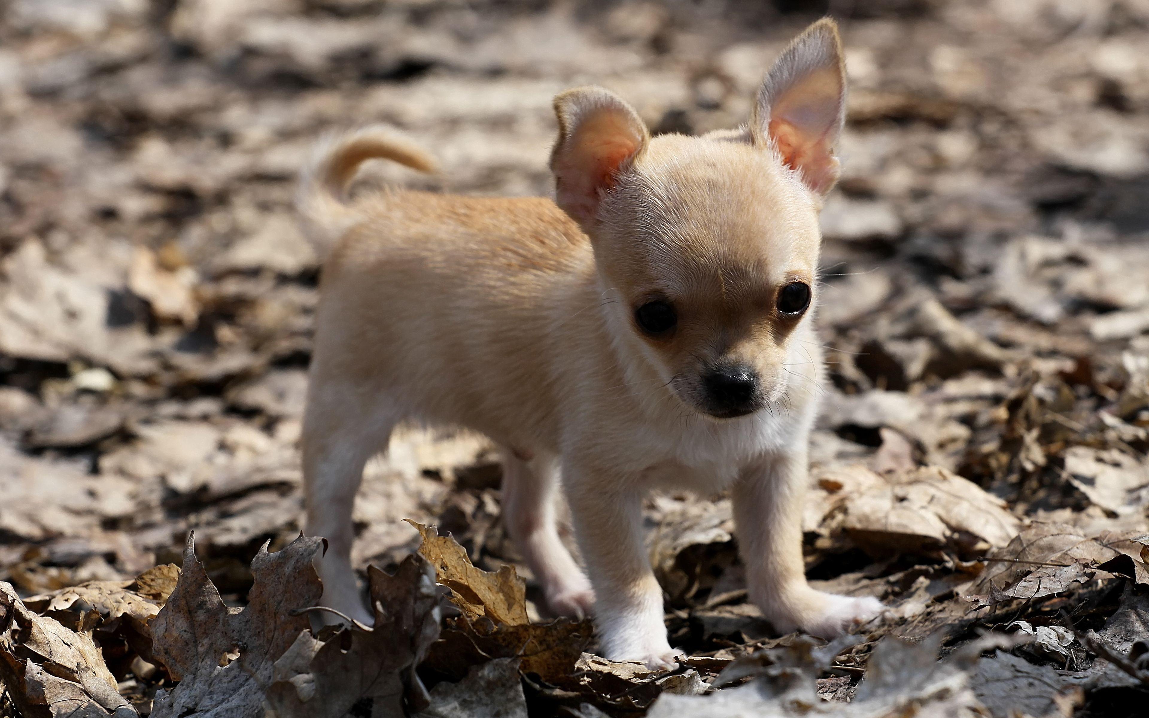 3840x2400 Chihuahuas Very Cute Puppy Wallpaper