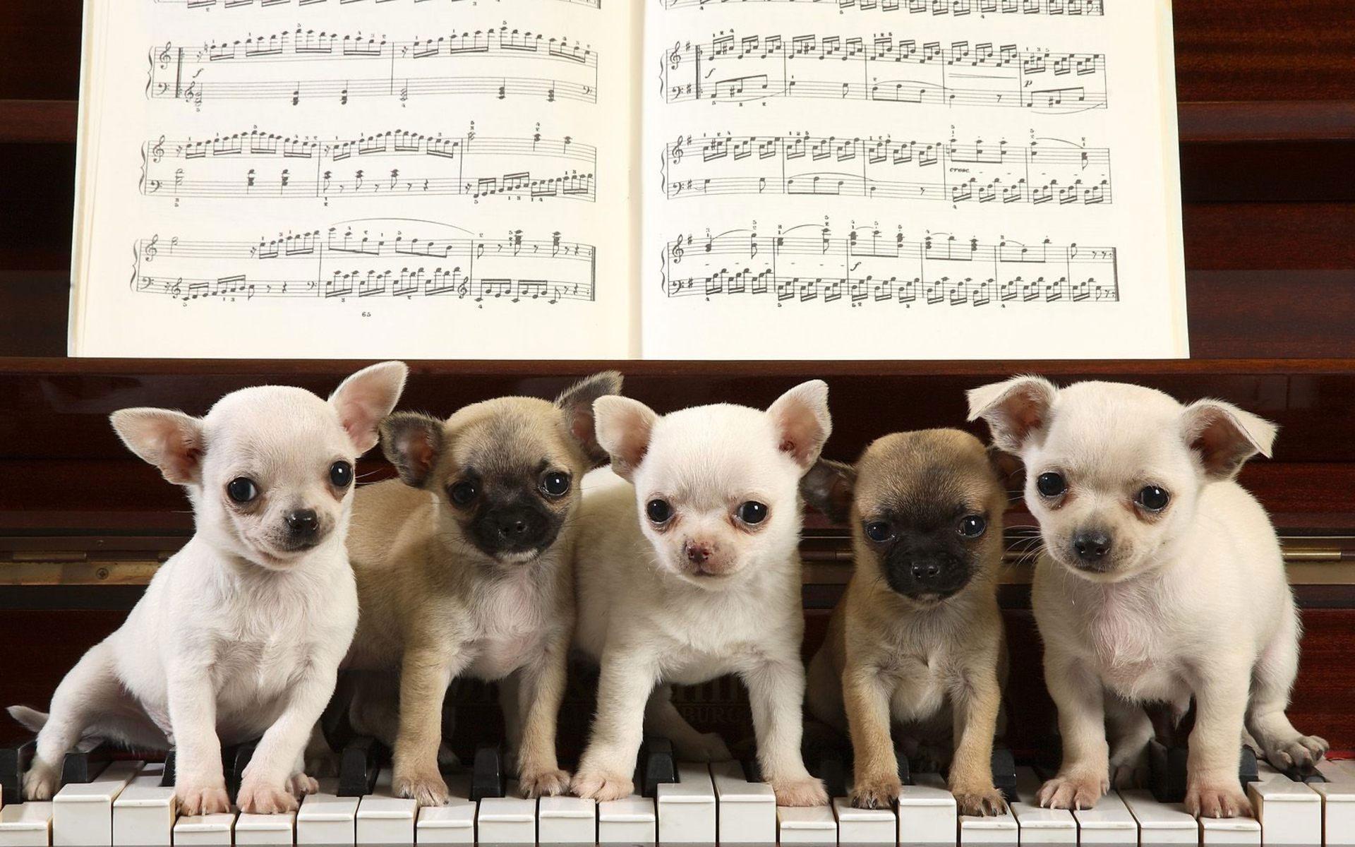 1920x1200 Chihuahua HD Wallpaper and Background