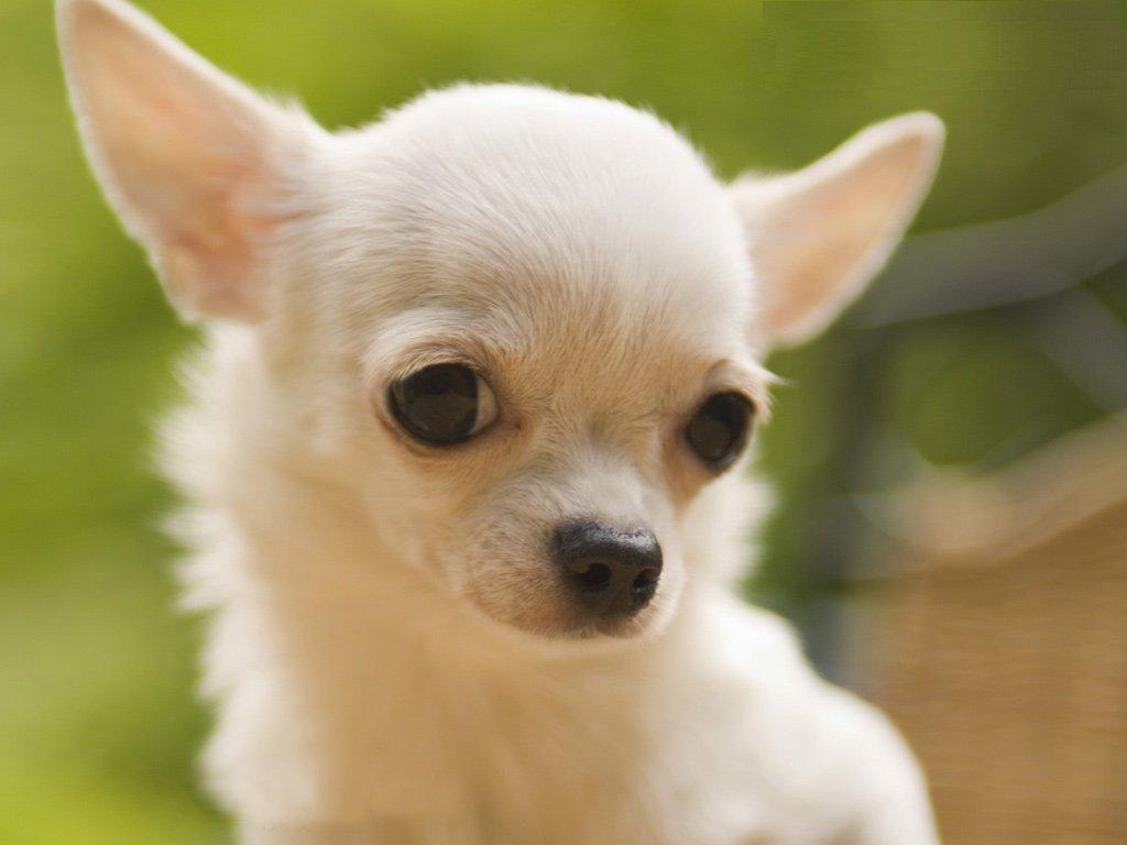 1024x768 Teacup Chihuahua Wallpaper