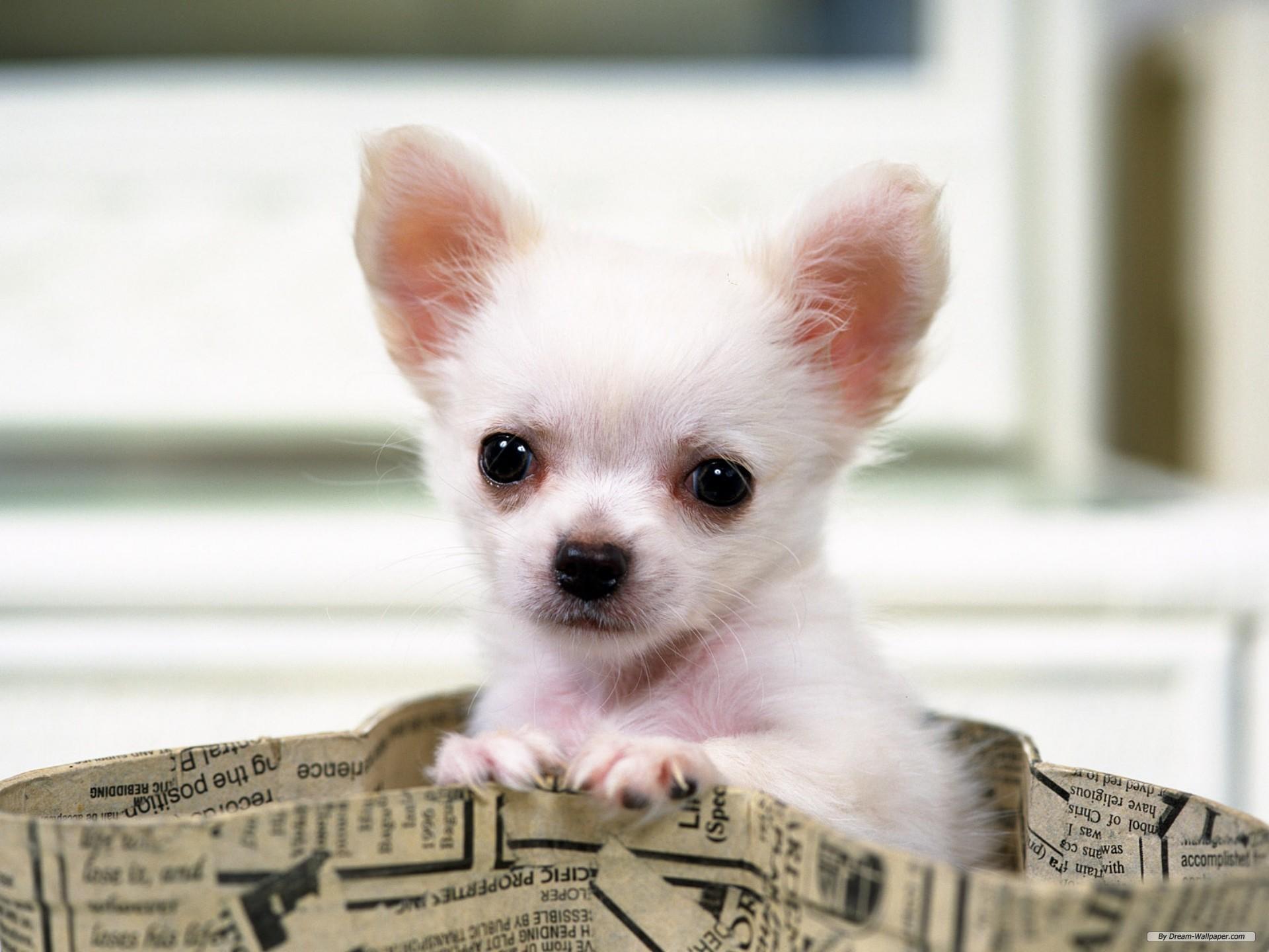 1920x1440 Chihuahua Wallpaper And