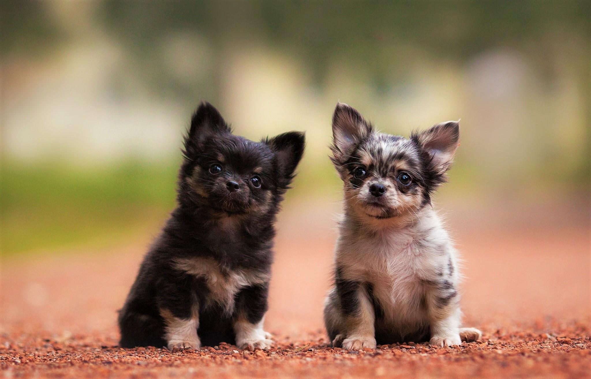2048x1316 Chihuahua Puppies