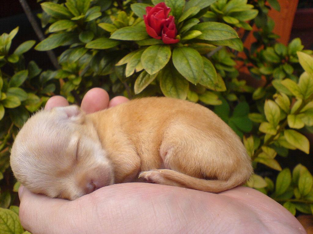 1024x768 Chihuahua puppy (toronjazul)