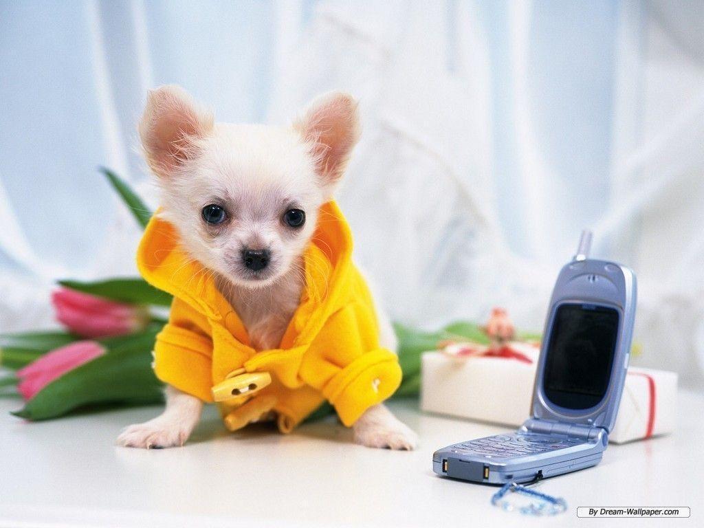 1024x768 Cute Chihuahua Wallpaper