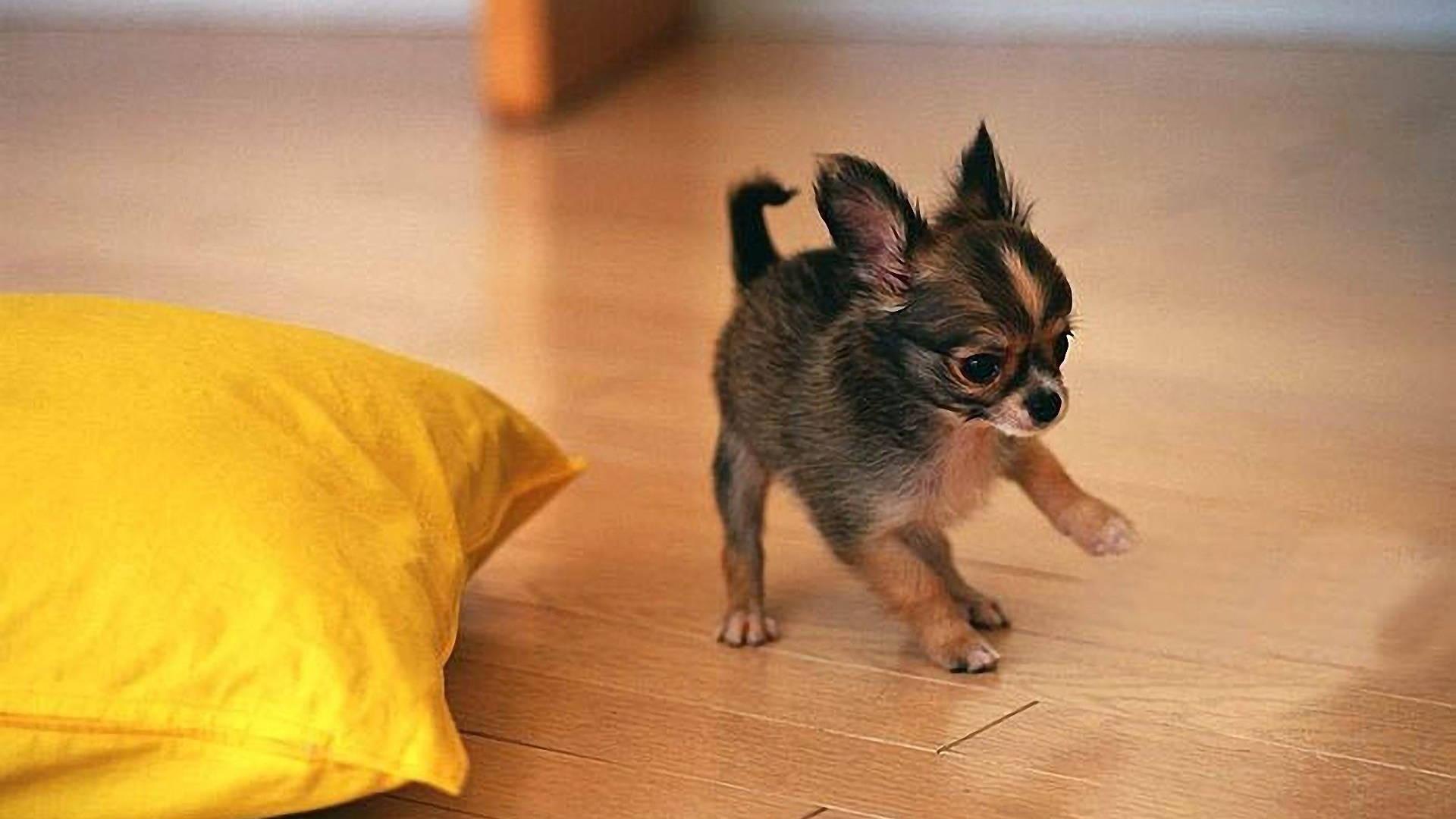 1920x1080 Download Happy Chihuahua Puppy Wallpaper