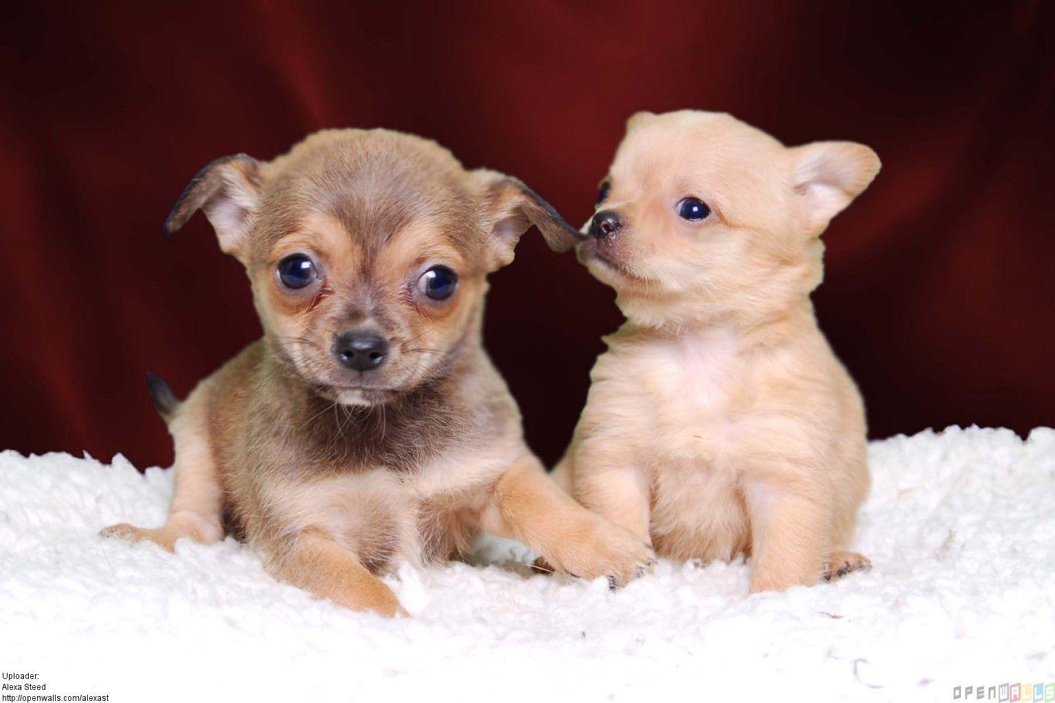 Chihuahua Puppies Wallpapers - Top Free Chihuahua Puppies Backgrounds ...