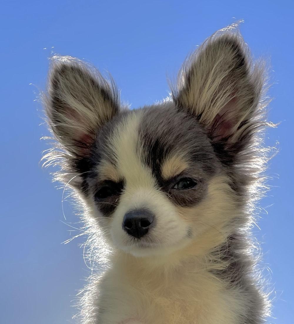 1000x1104 Chihuahua Picture. Download Free Image