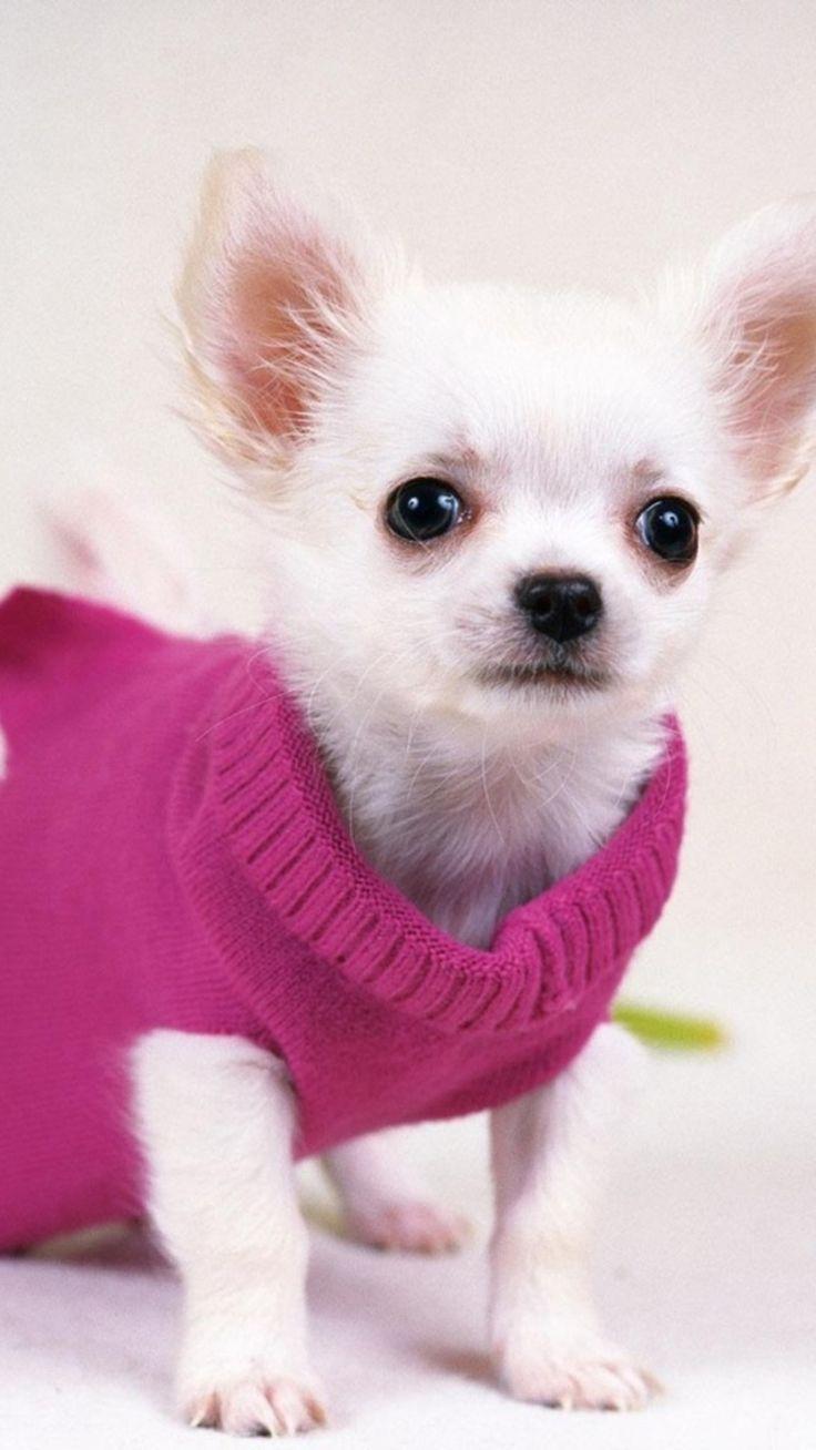 736x1308 Cute Pretty Dog In Red Sweater IPhone 6 Wallpaper Download. IPhone Wallpaper, IPad Wallpaper One Stop Download. Pretty Dogs, Chihuahua Puppies, Cute Animals