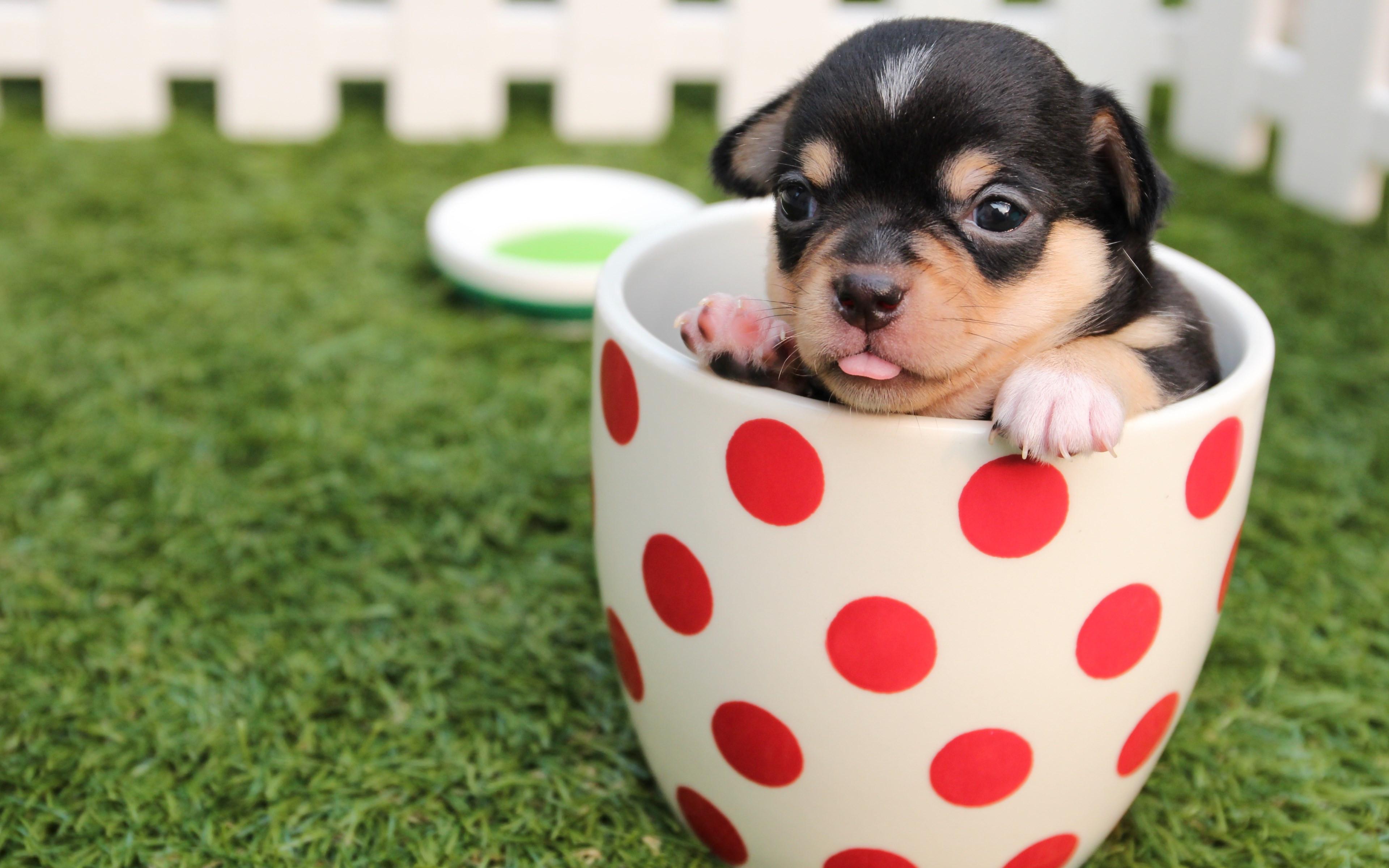 3840x2400 Download wallpaper: Chihuahua puppy 3840x2400