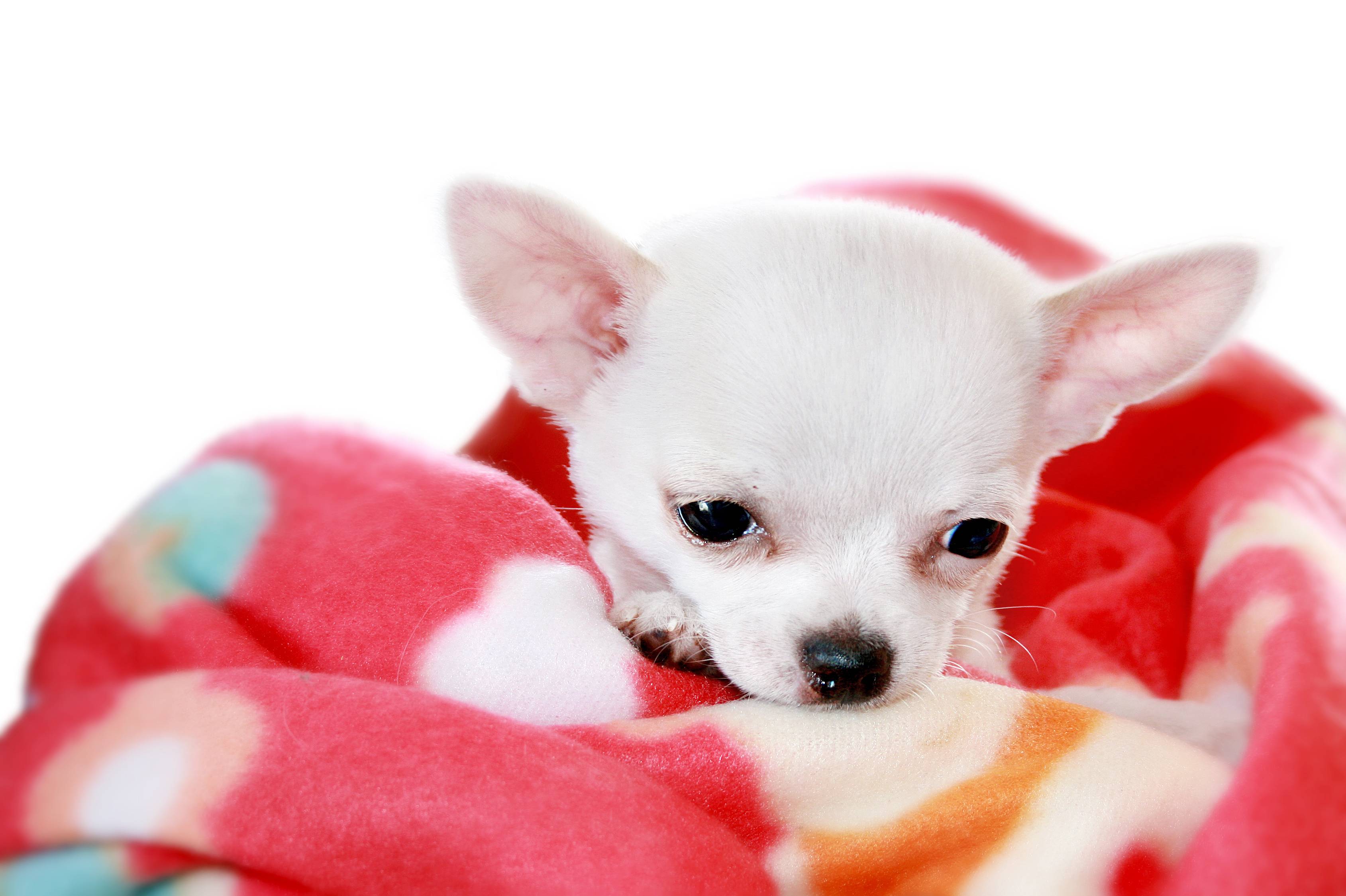 3378x2250 Picture of Chihuahua Dogs