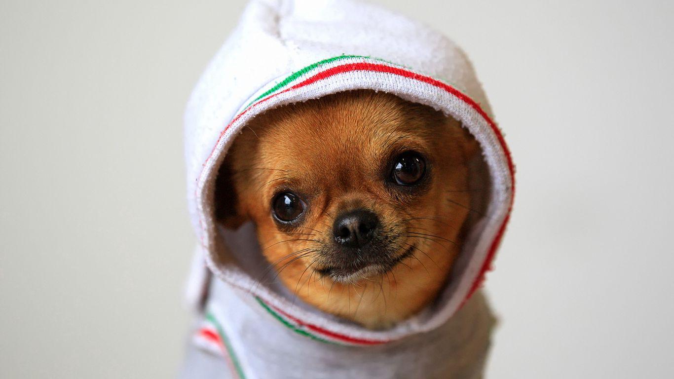 1366x768 Download wallpaper 1366x768 dog, chihuahua, puppy, clothing, costume tablet, laptop HD background