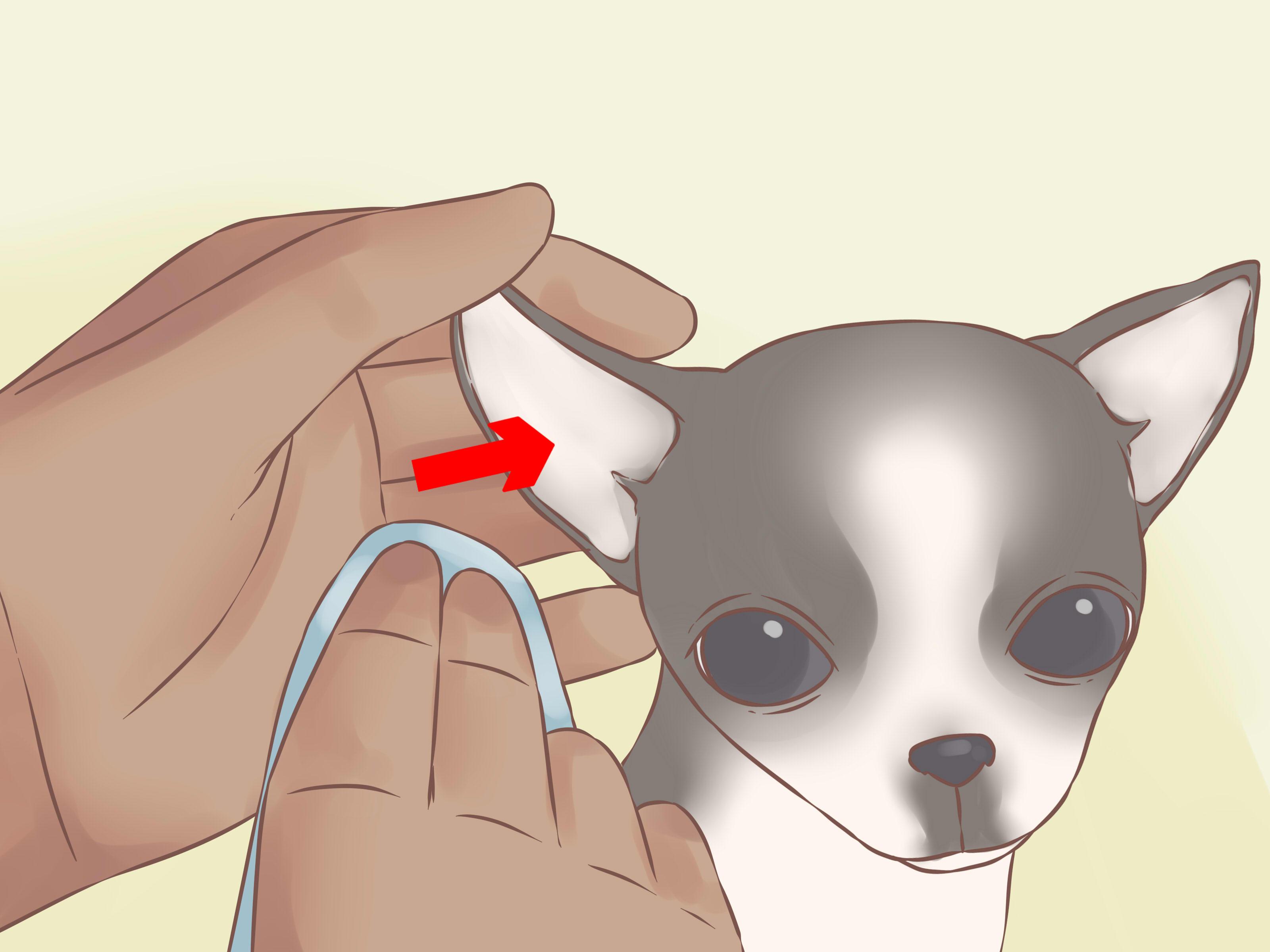 3200x2400 How to Care for Your Chihuahua Puppy (with Picture)
