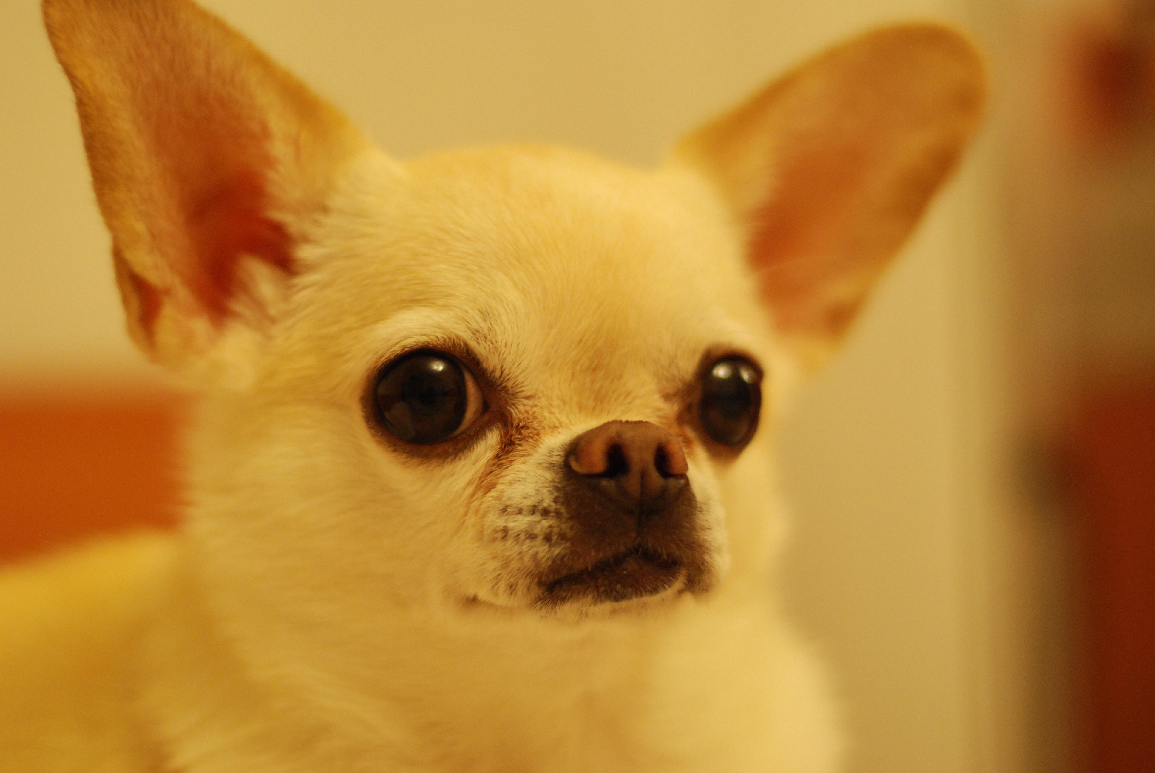 3872x2592 Chihuahua Photo, Download Free Chihuahua & HD Image