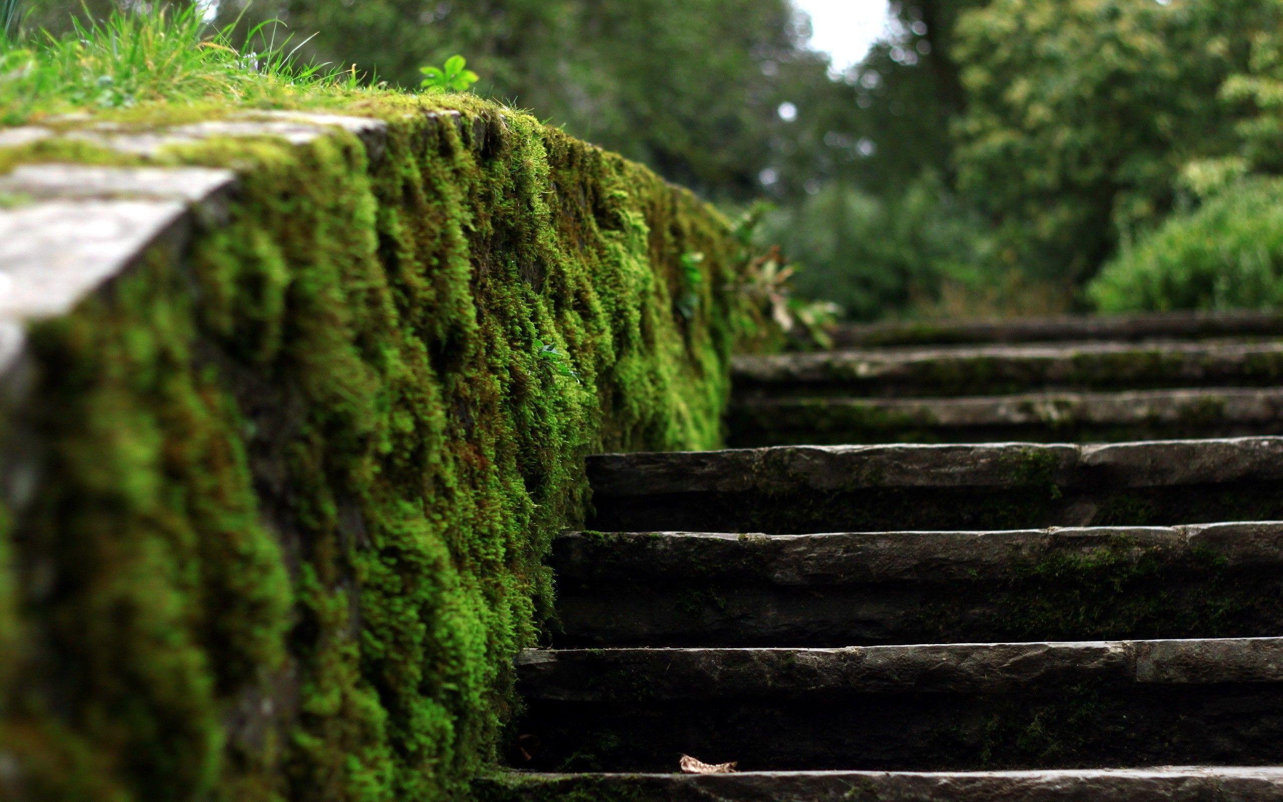 2560x1600 Outdoors Ultra HD Wallpaper