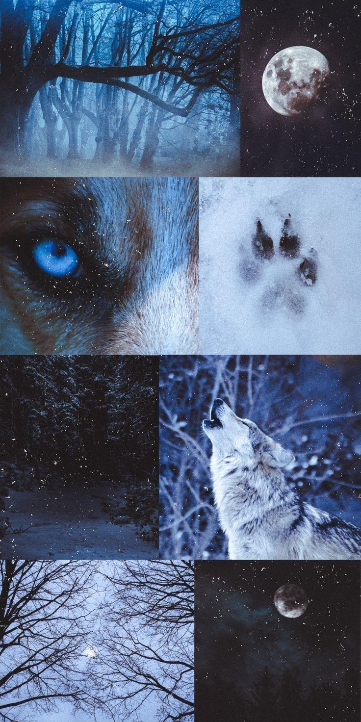 736x1472 The Witch Witch. Werewolf aesthetic, Wolf wallpaper, Wolf picture