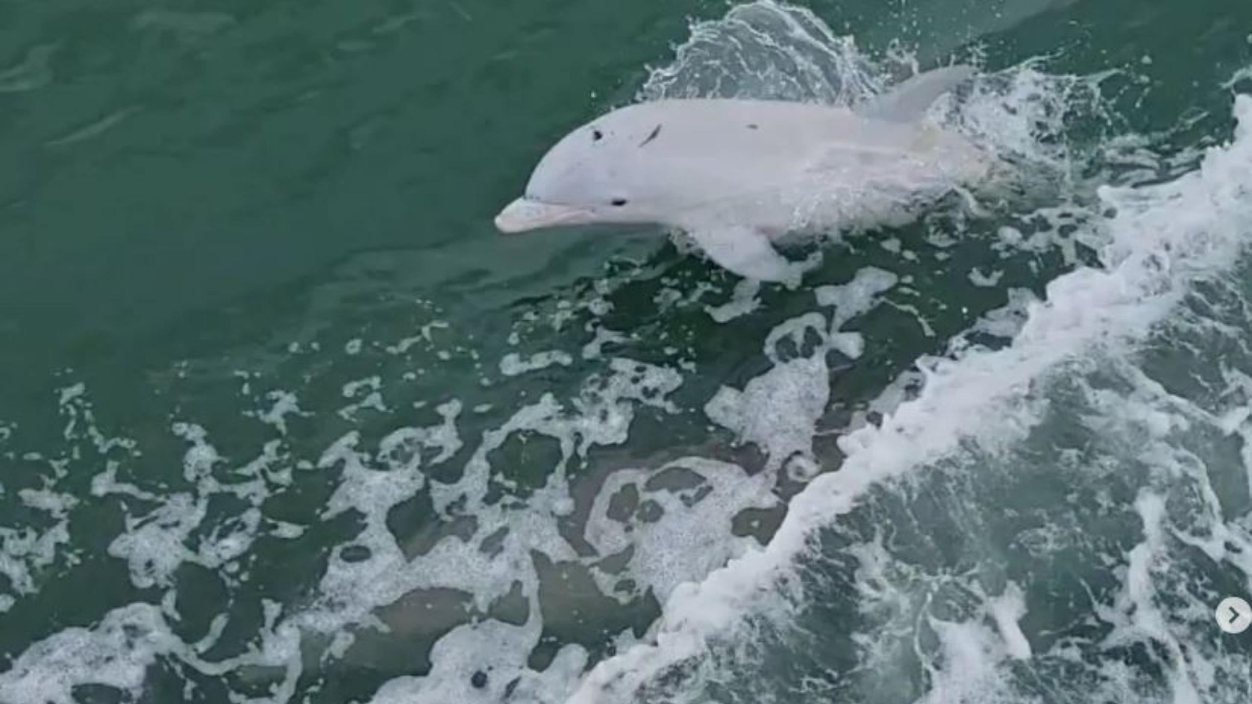 2560x1440 Watch: Rare albino dolphin visits Lowcountry boaters. WCBD News 2