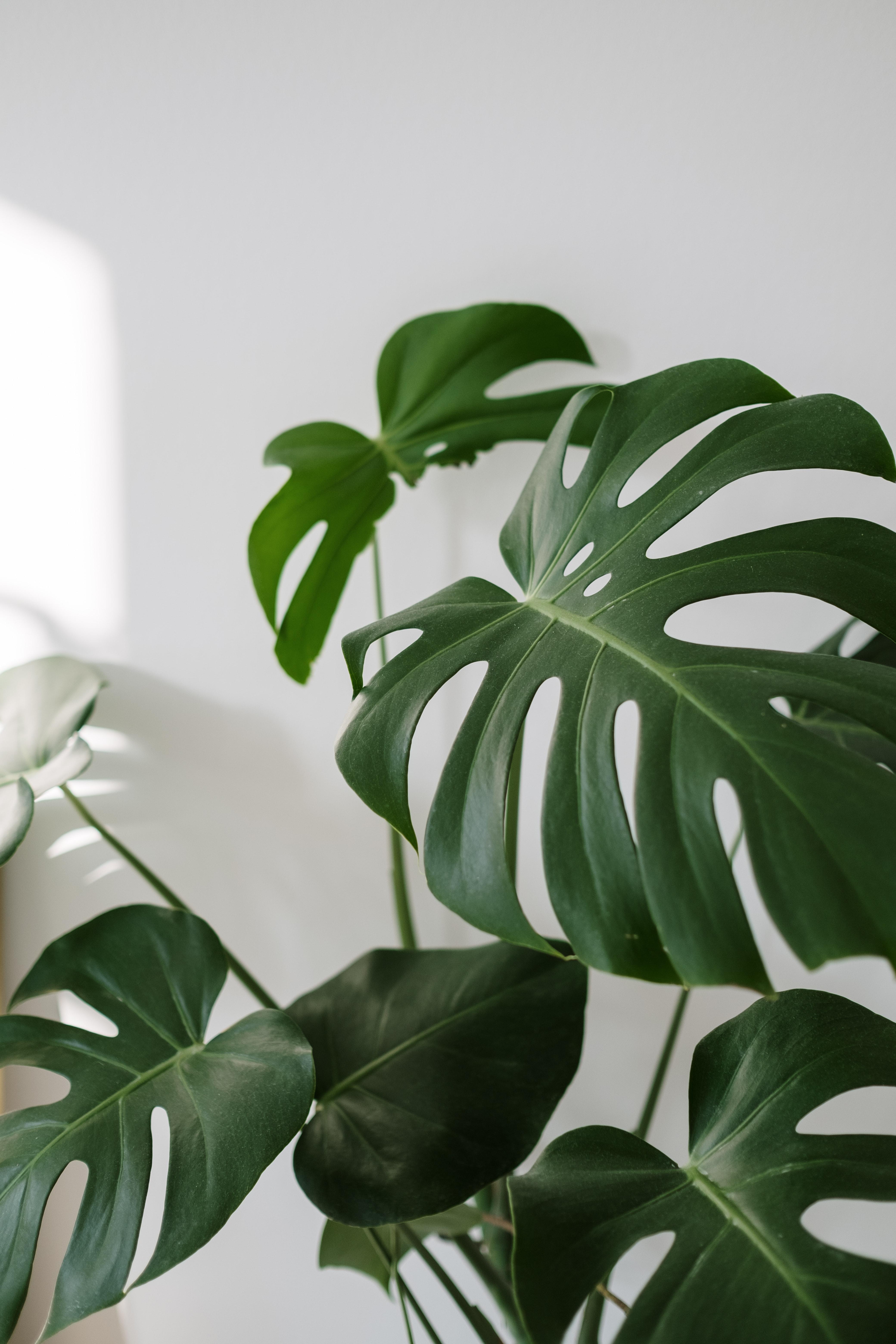 Monstera Leaves Wallpapers - Top Free Monstera Leaves Backgrounds