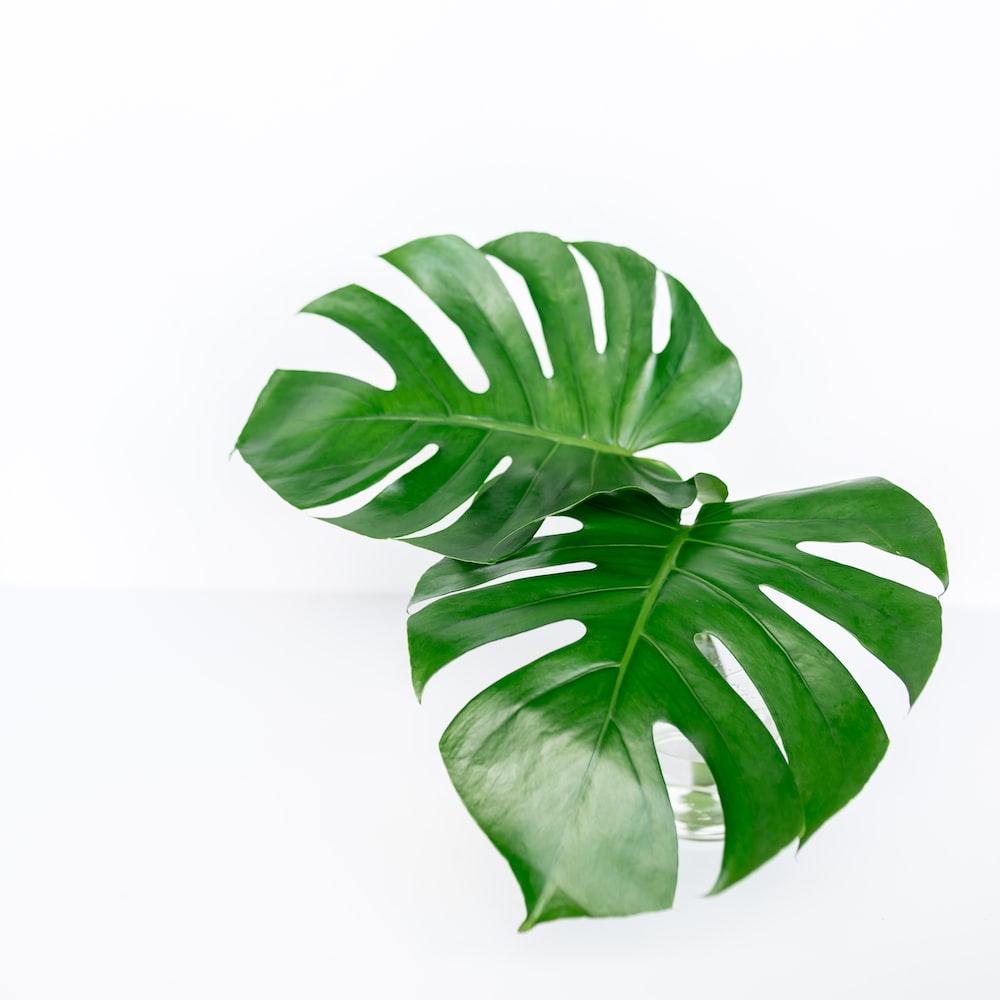 1000x1000 Monstera Leaves Picture. Download Free Image