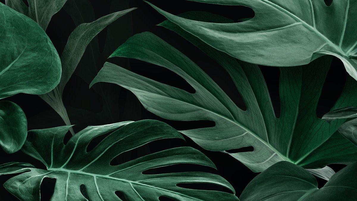 Monstera Leaves Wallpapers Top Free Monstera Leaves Backgrounds Wallpaperaccess 