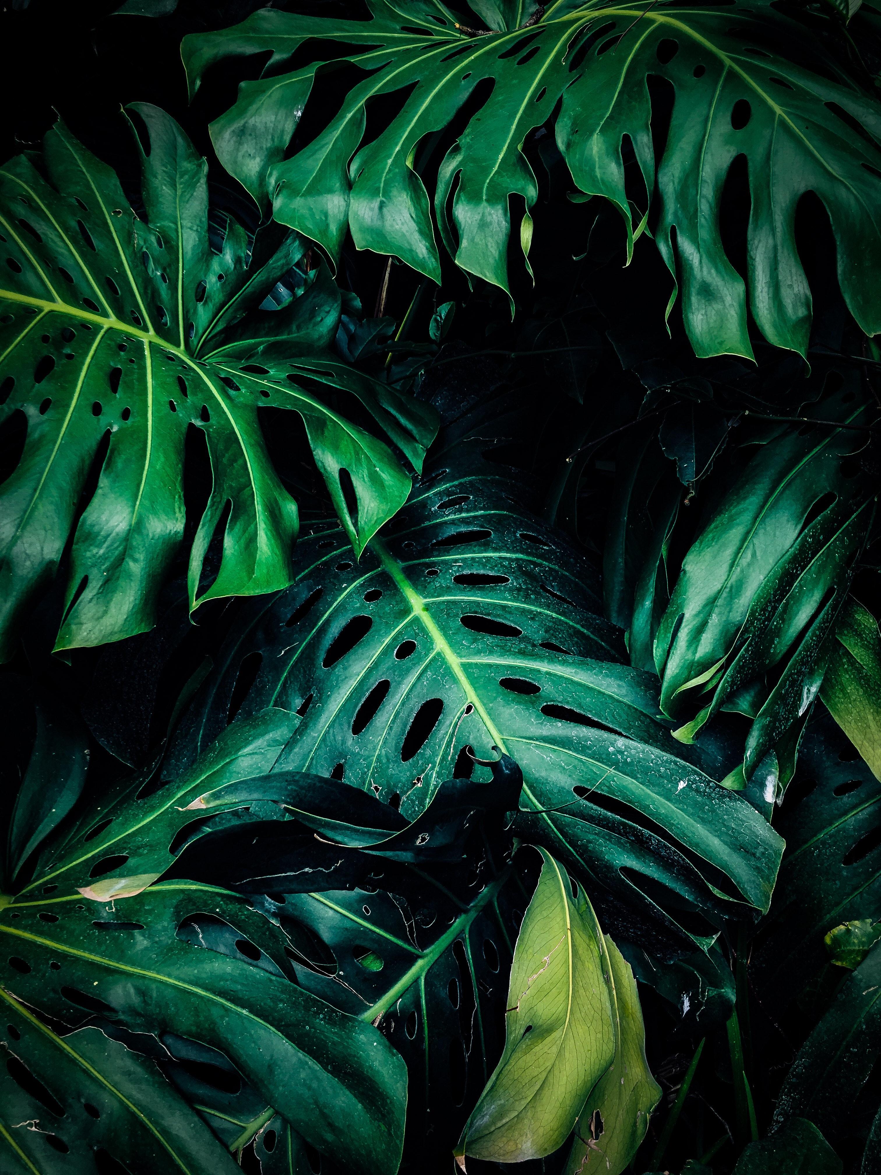 Monstera Leaves Wallpapers - Top Free Monstera Leaves Backgrounds ...