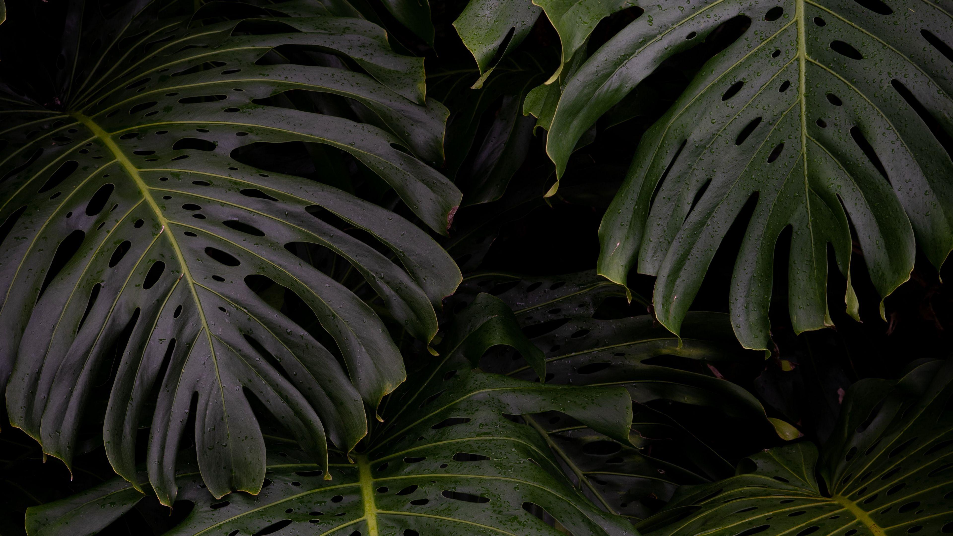 Monstera Leaves Wallpapers Top Free Monstera Leaves Backgrounds WallpaperAccess