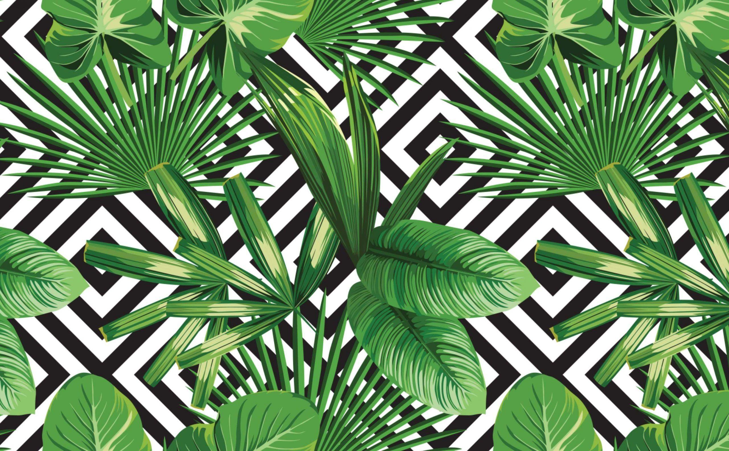 2560x1583 Tropical Leaves 4k Wallpaper