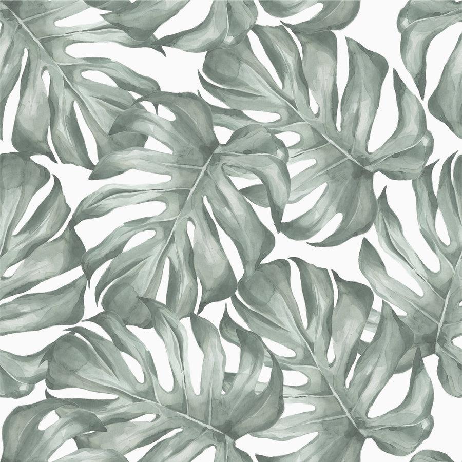 900x900 Monstera Leaf Wallpaper