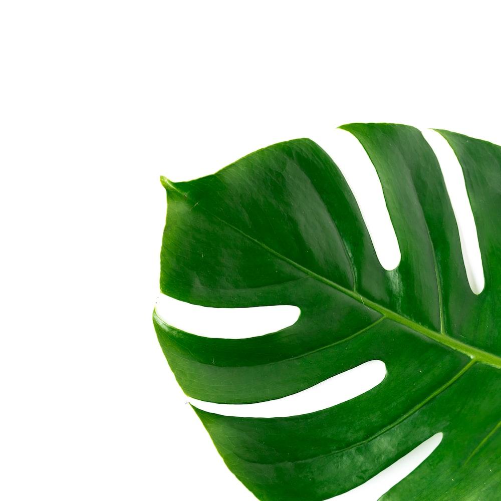 Monstera Leaves Wallpapers - Top Free Monstera Leaves Backgrounds ...