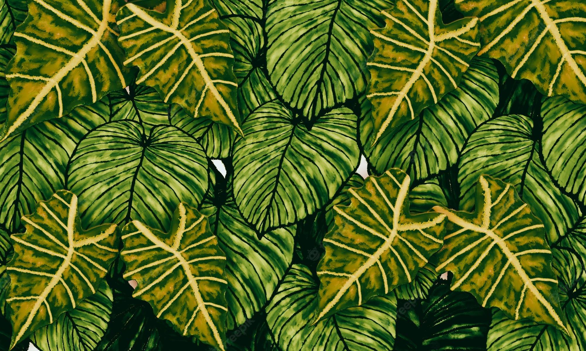 2000x1200 Premium Photo. Fresh green tropical leaves spring nature wallpaper watercolor digital paint hand drawn design background