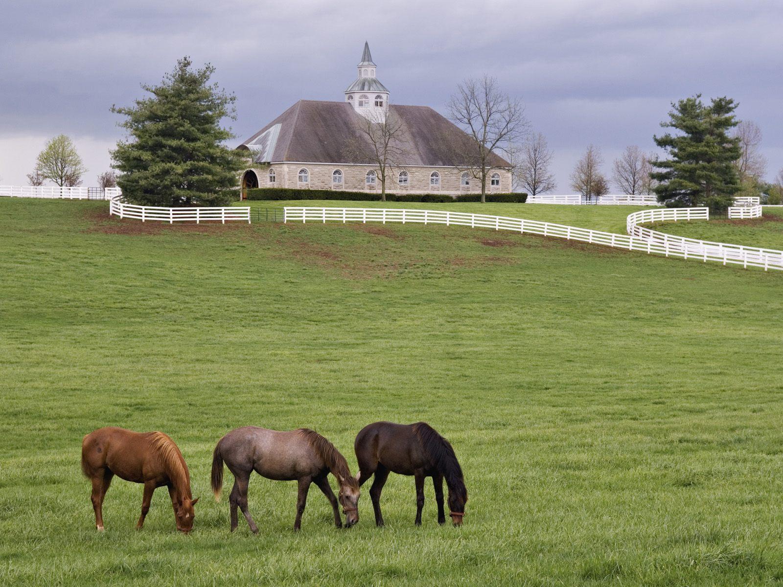1600x1200 Free download 1600x1200 Horse farm desktop PC and Mac wallpaper [1600x1200] for your Desktop, Mobile & Tablet. Explore Farmhouse Wallpaper. Vintage Farmhouse Wallpaper, Old Farmhouse Wallpaper, Modern Farmhouse Wallpaper