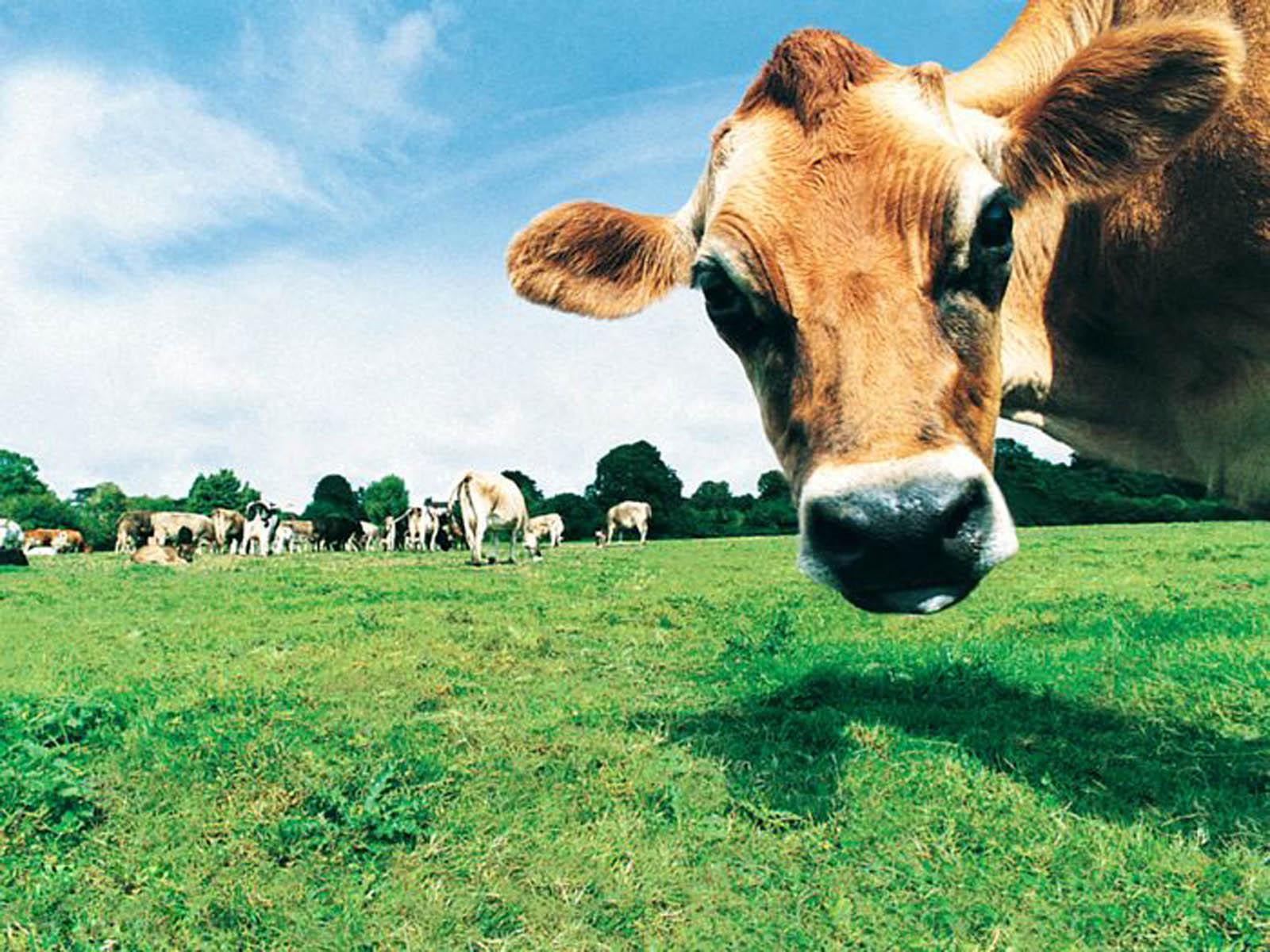 1600x1200 Free download Tag Funny Farm Animals Wallpaper Image Photo Picture and [1600x1200] for your Desktop, Mobile & Tablet. Explore Funny Farm Animals Wallpaper. Funny HD Wallpaper, Funny Wallpaper For